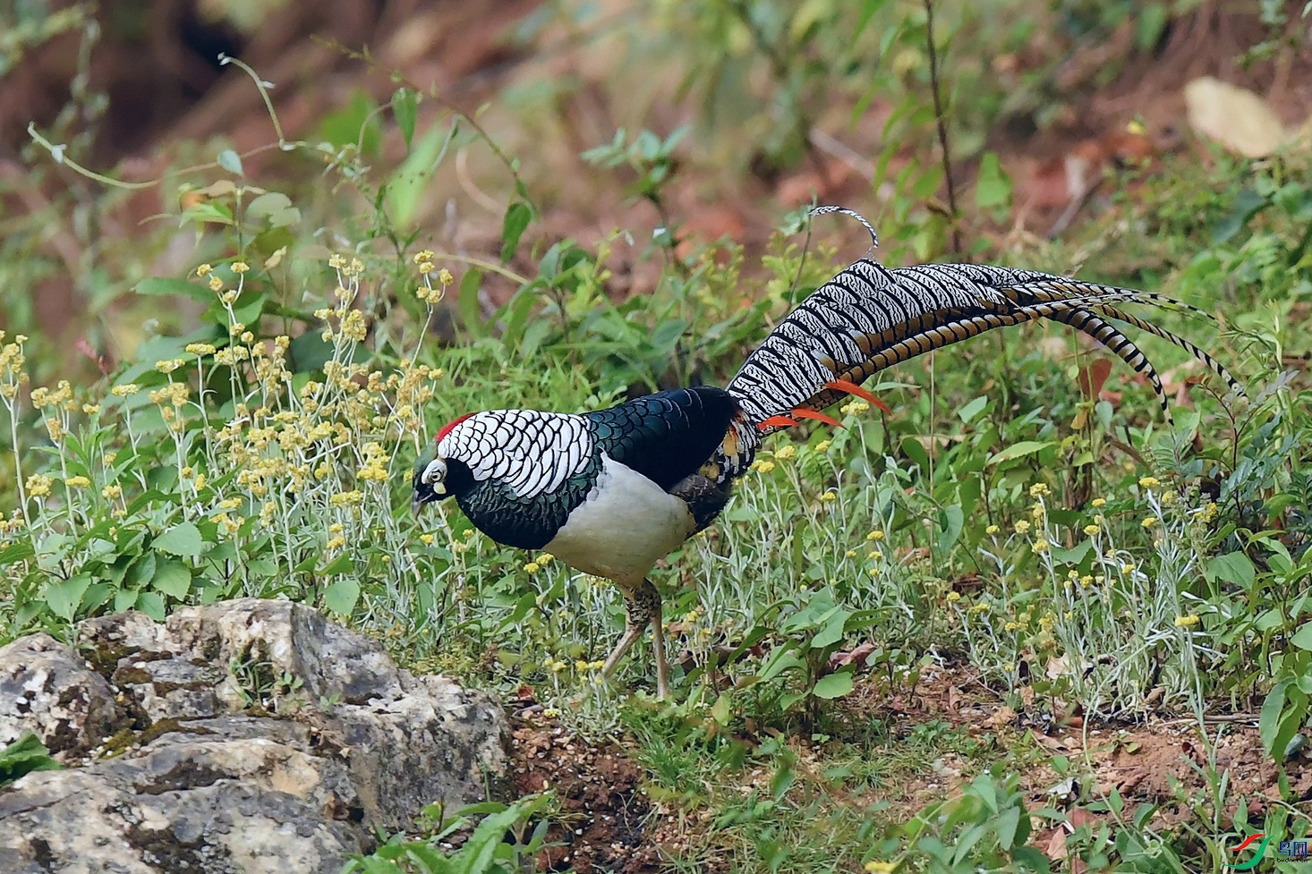 DSC_2638_DxOa.jpg