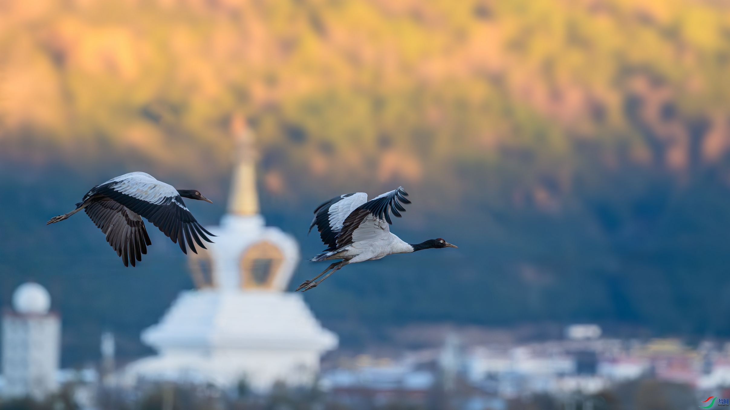 DSC_7364-����ǿ-NR ����01.jpg