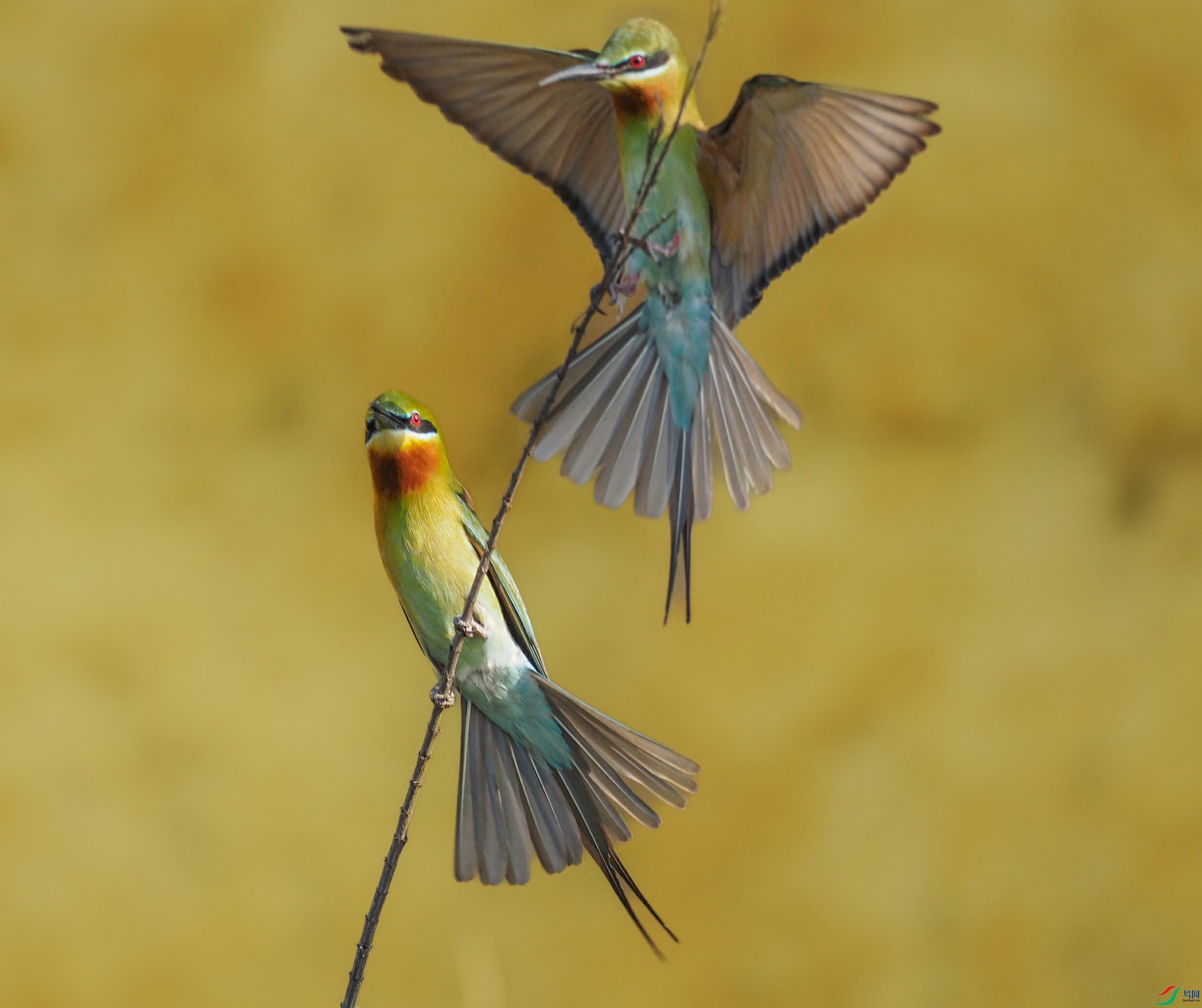 P4251877_��ţ��ͼ(1) ����.jpg