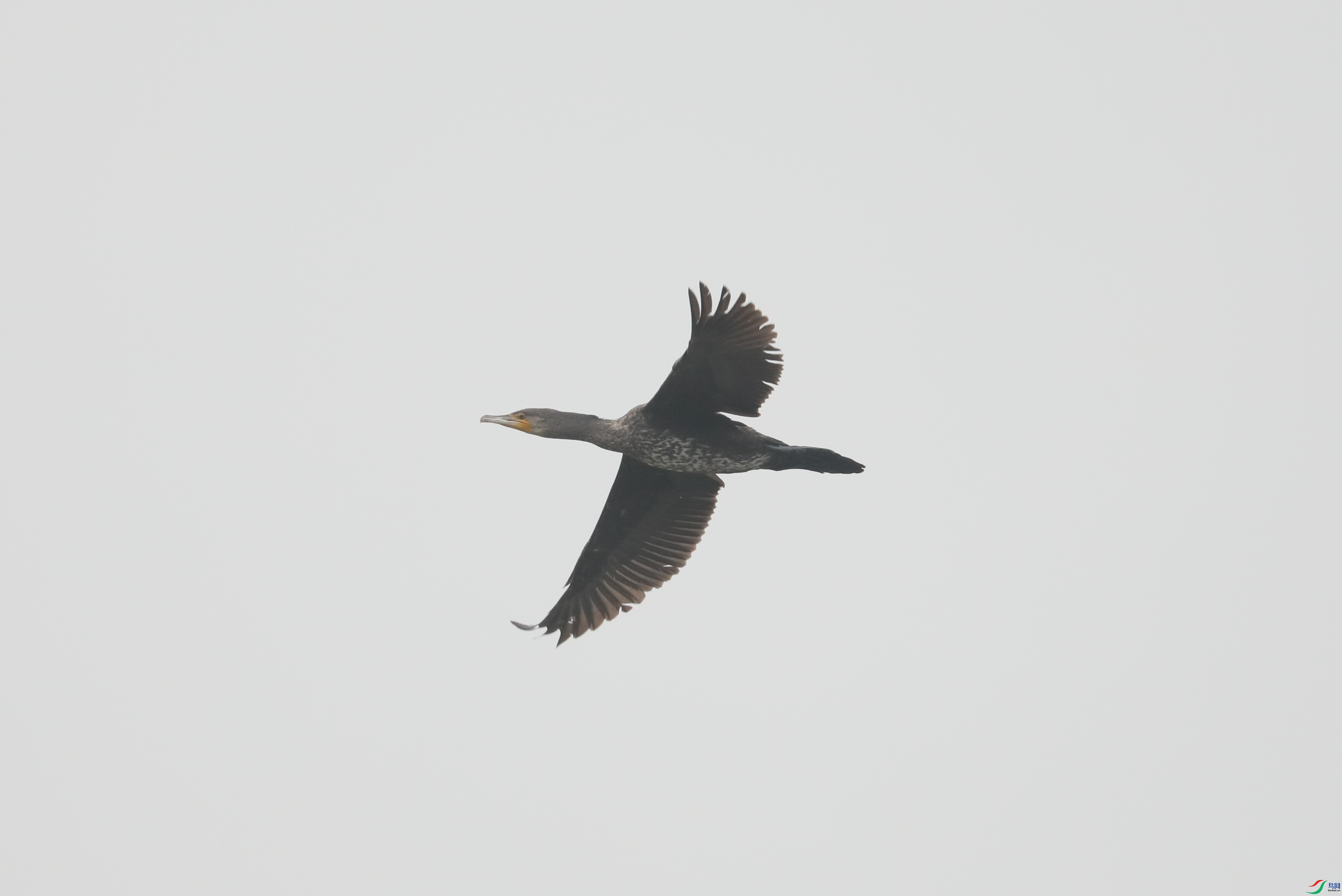 BL7A9066.JPG