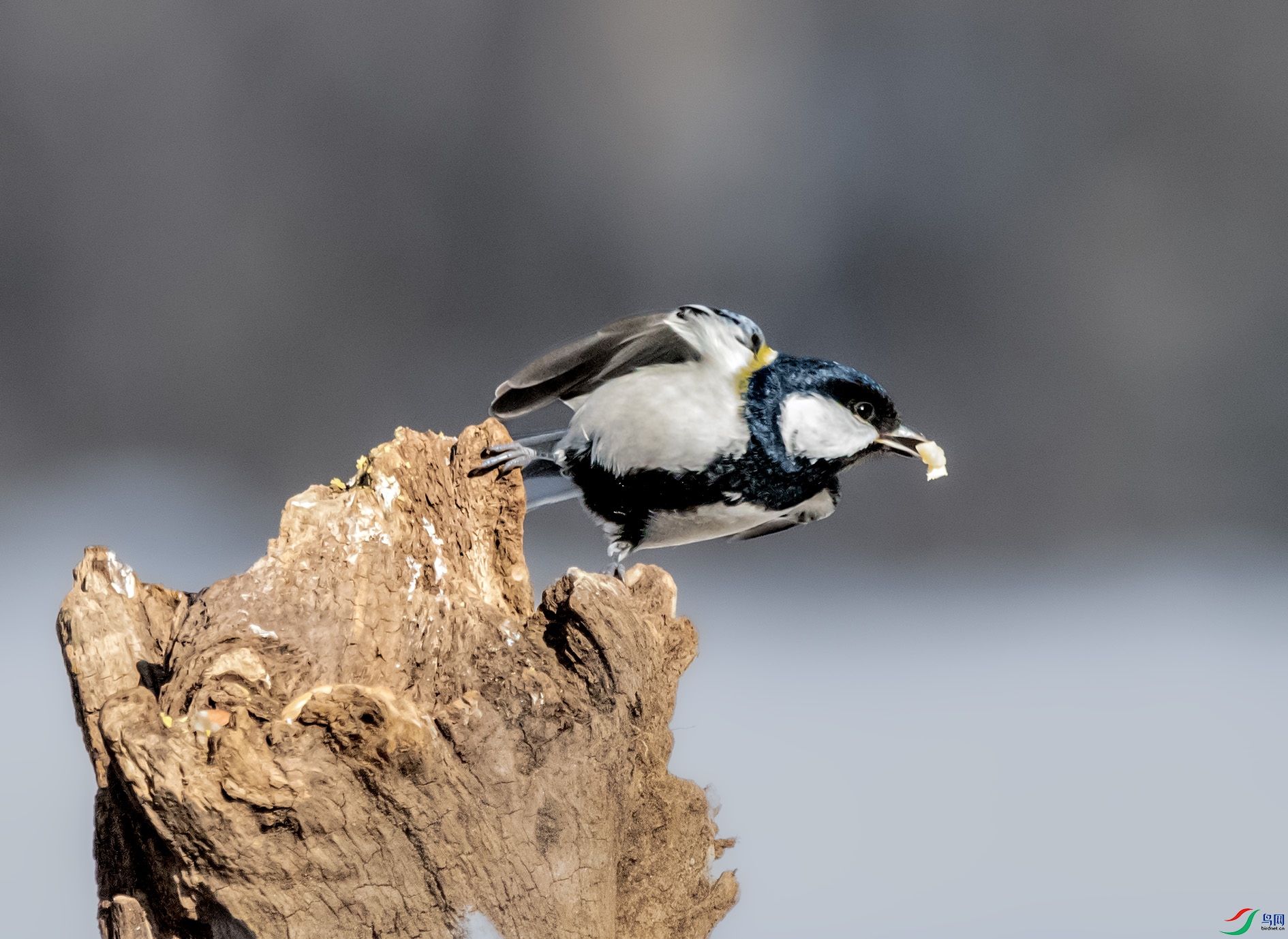 DSC_8480_��ͼ�� ����.jpg