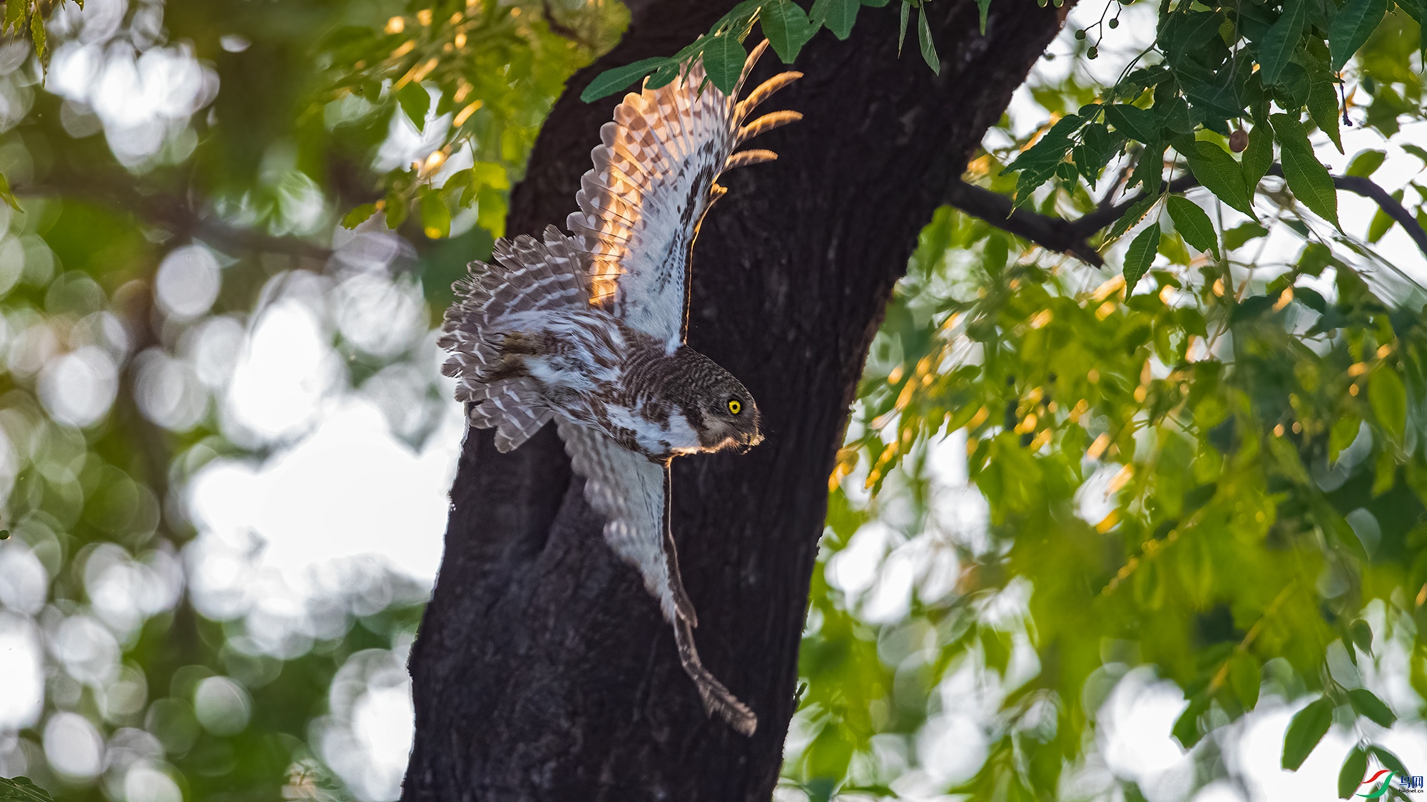 DSC_25181.jpg