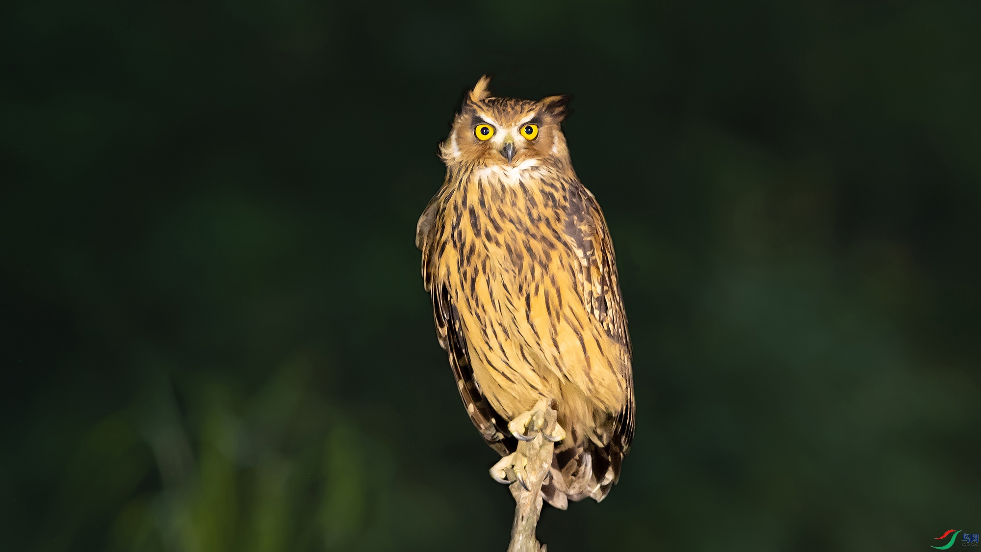 DSC_574311.jpg