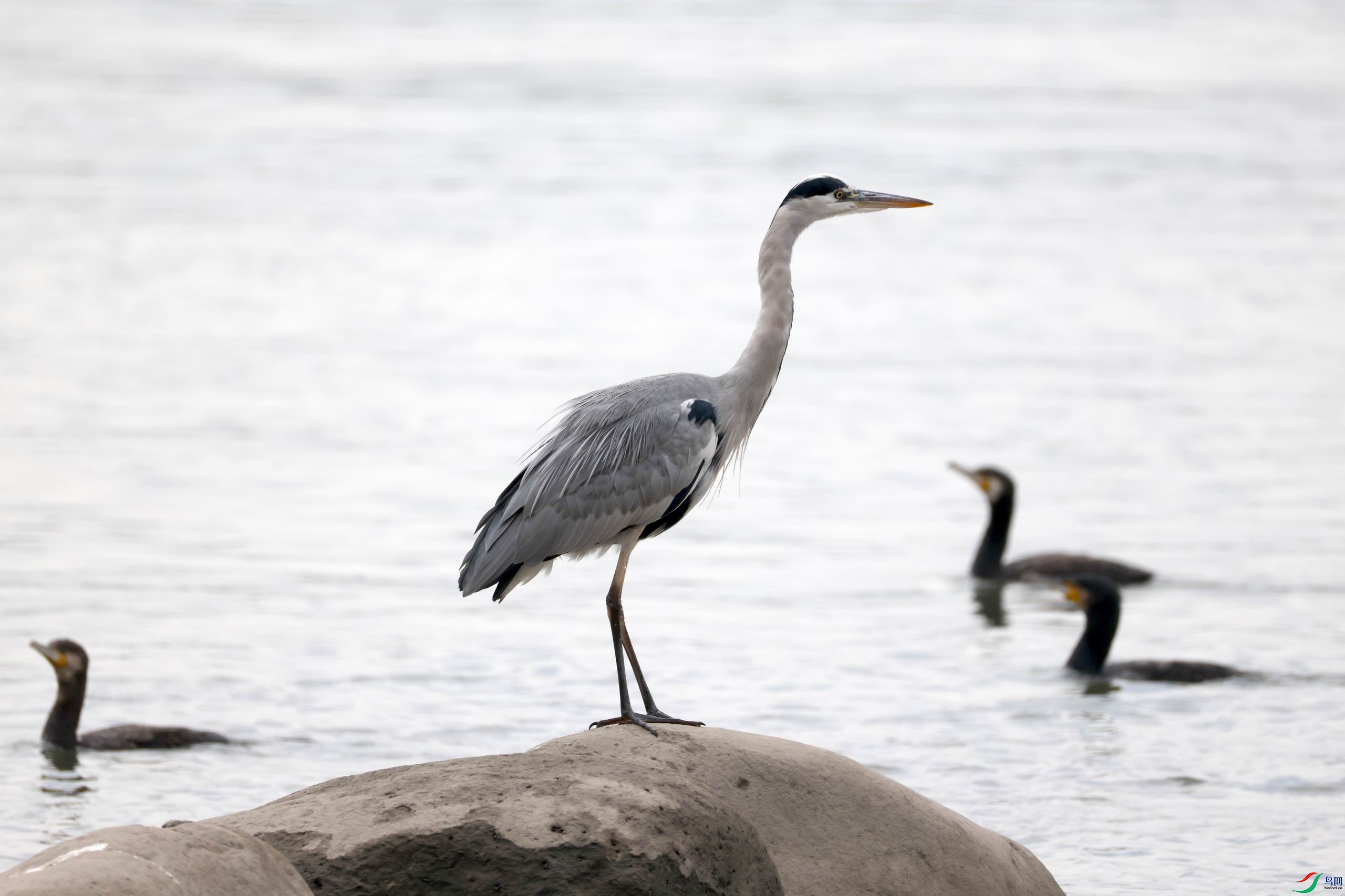 ������С �����ع� AA1A4477.JPG