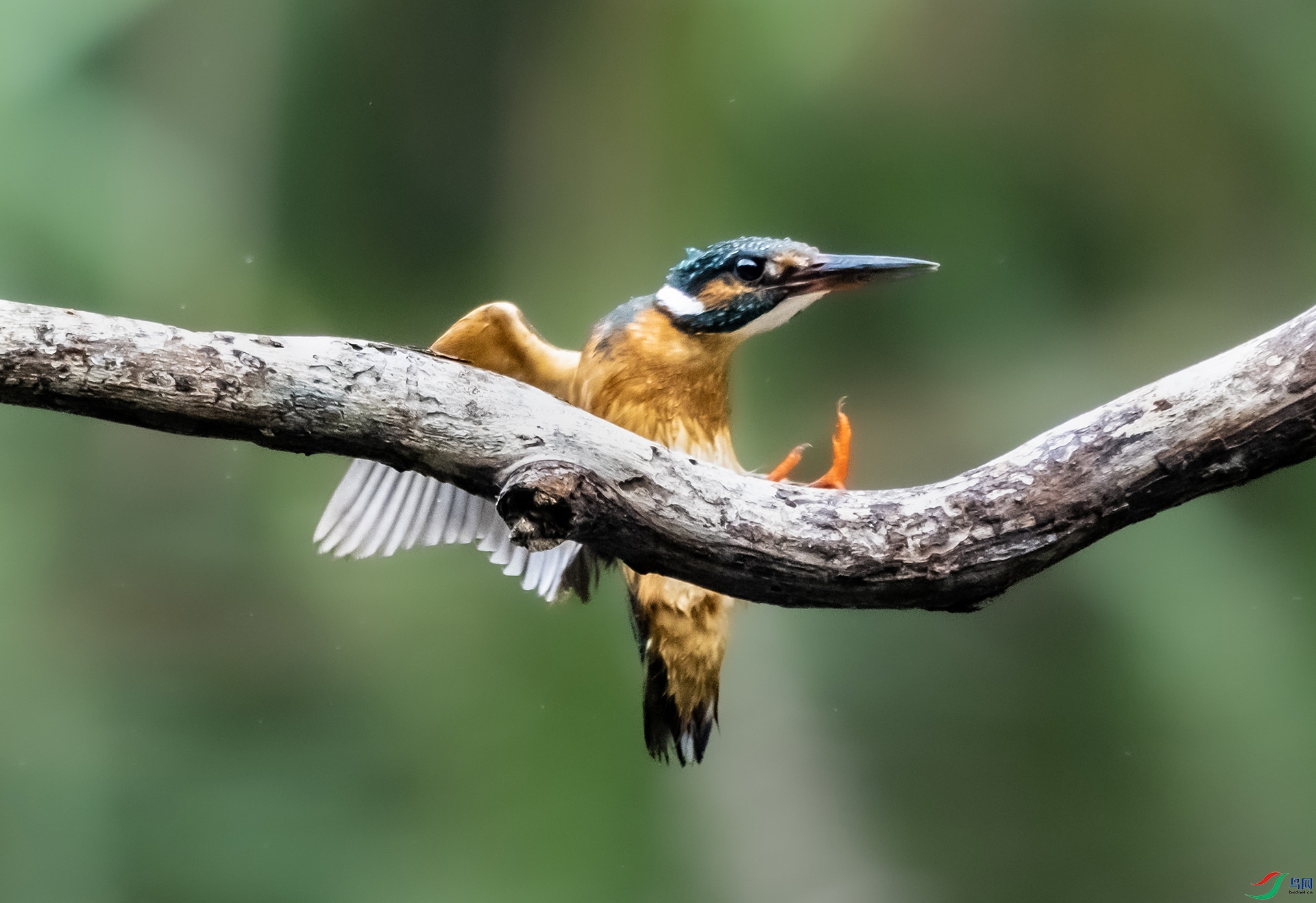 DSC01530 ����.jpg