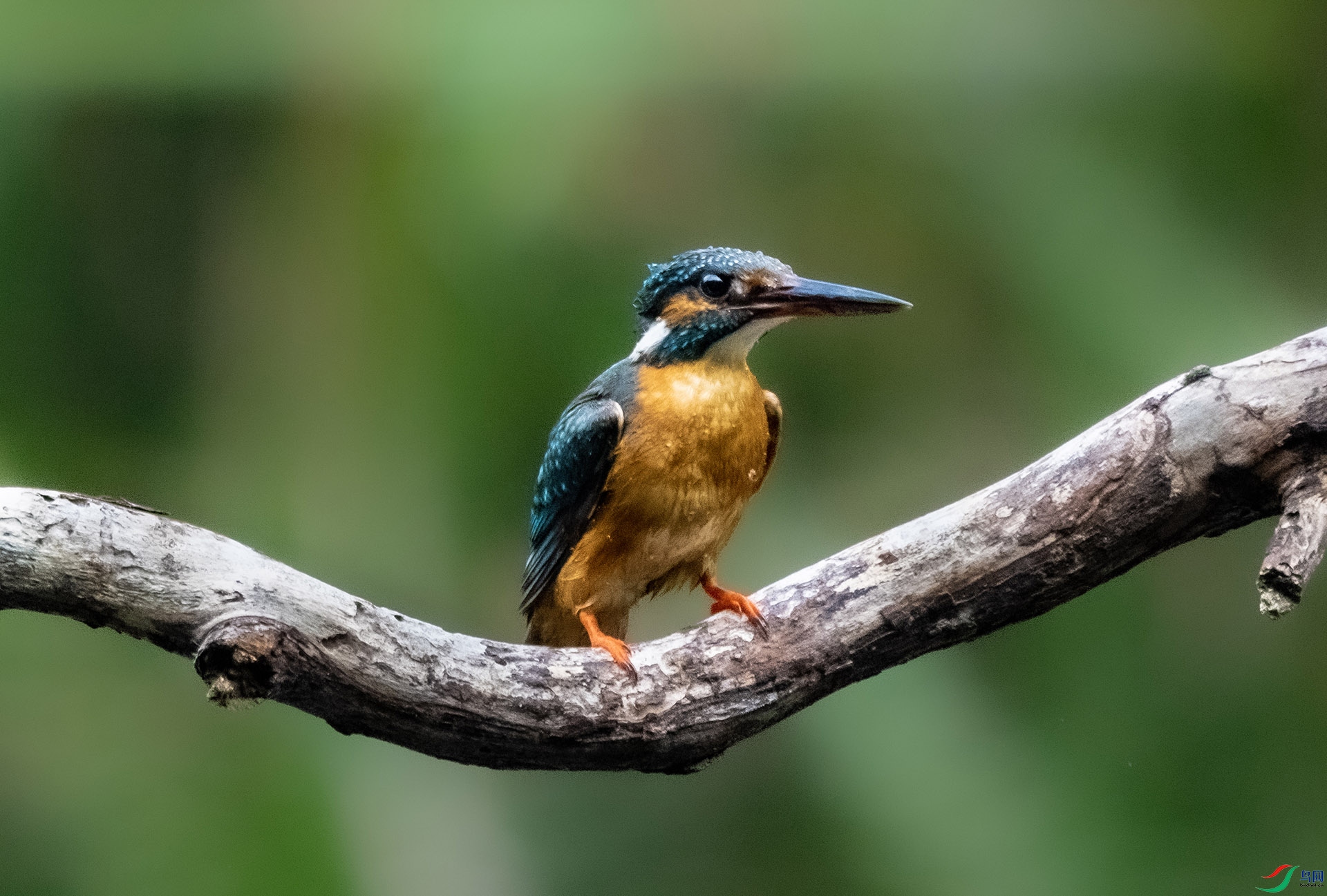 DSC01536 ����.jpg