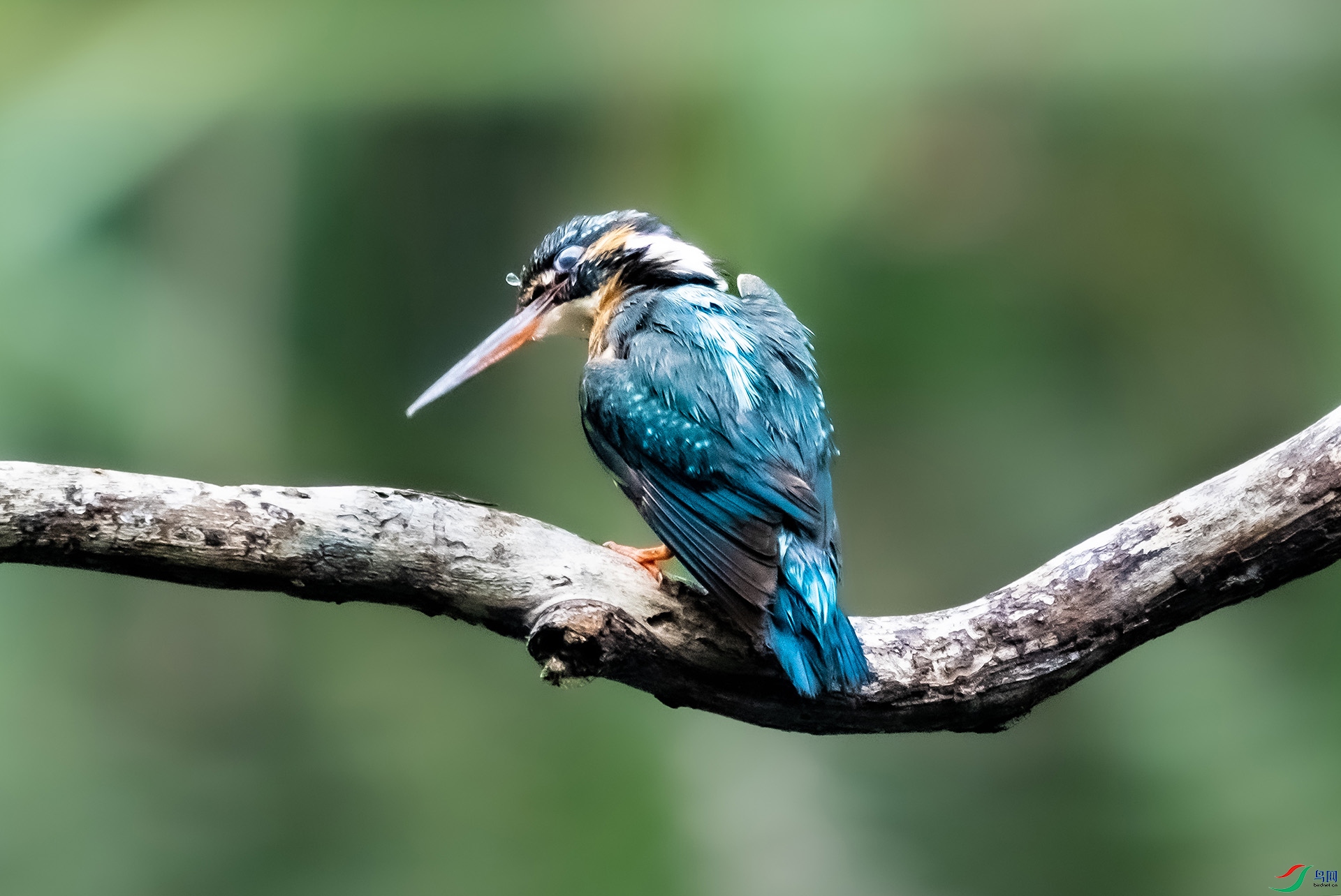 DSC01558 ����.jpg