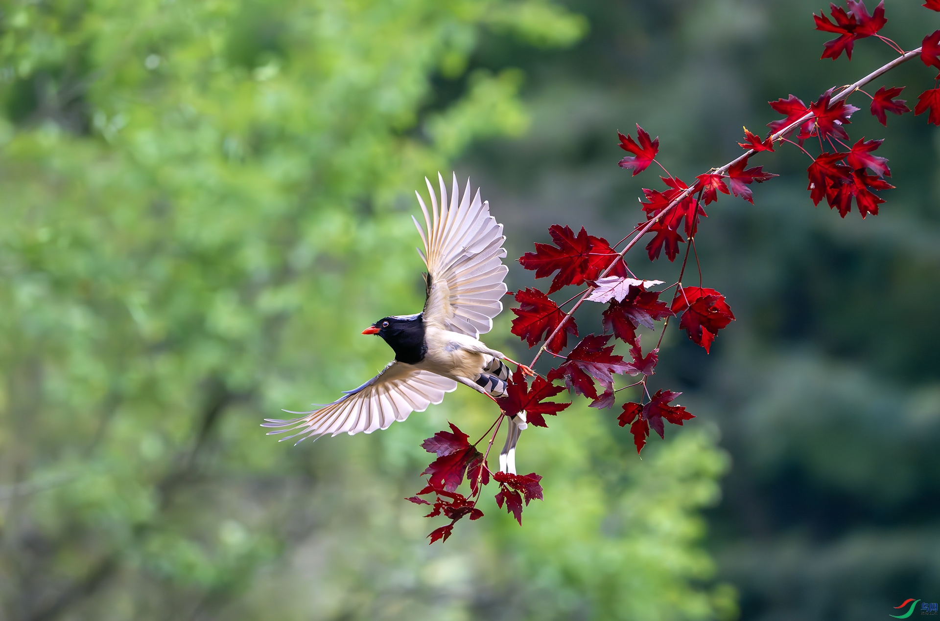 DSC07175-����ǿ-NR ����.jpg