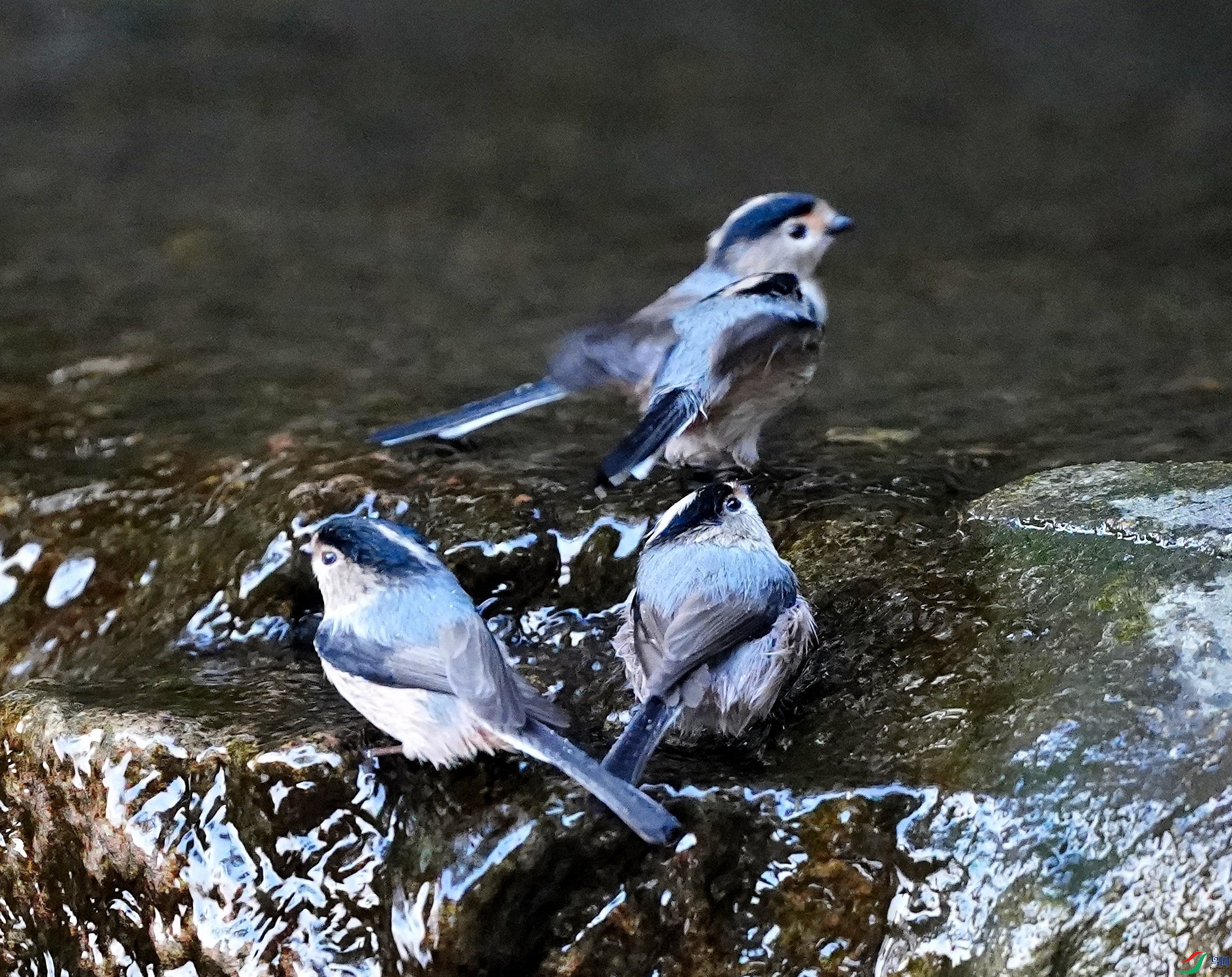 DSC08419_01.JPG
