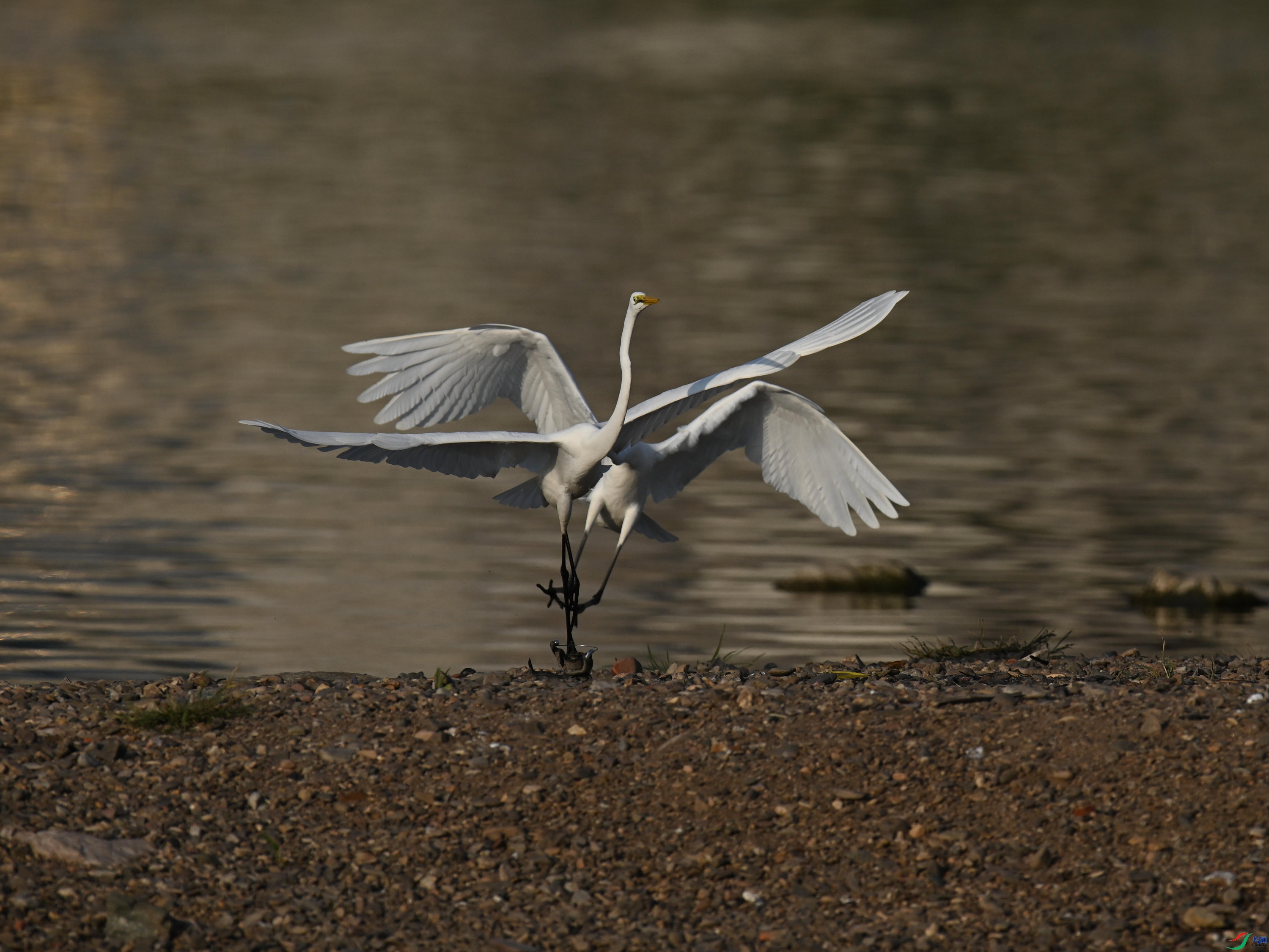 ���� (5).jpg