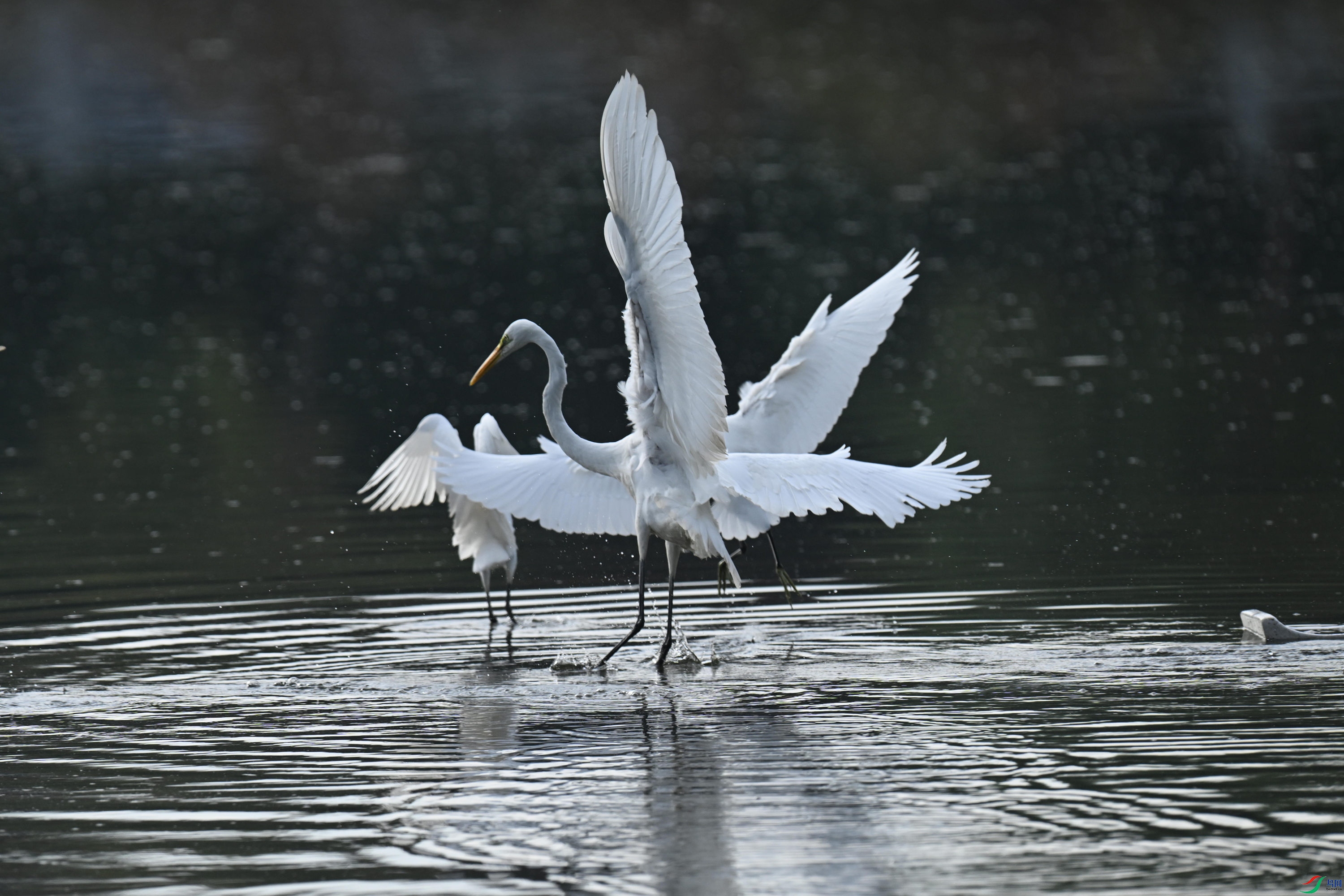 ���� (8).jpg