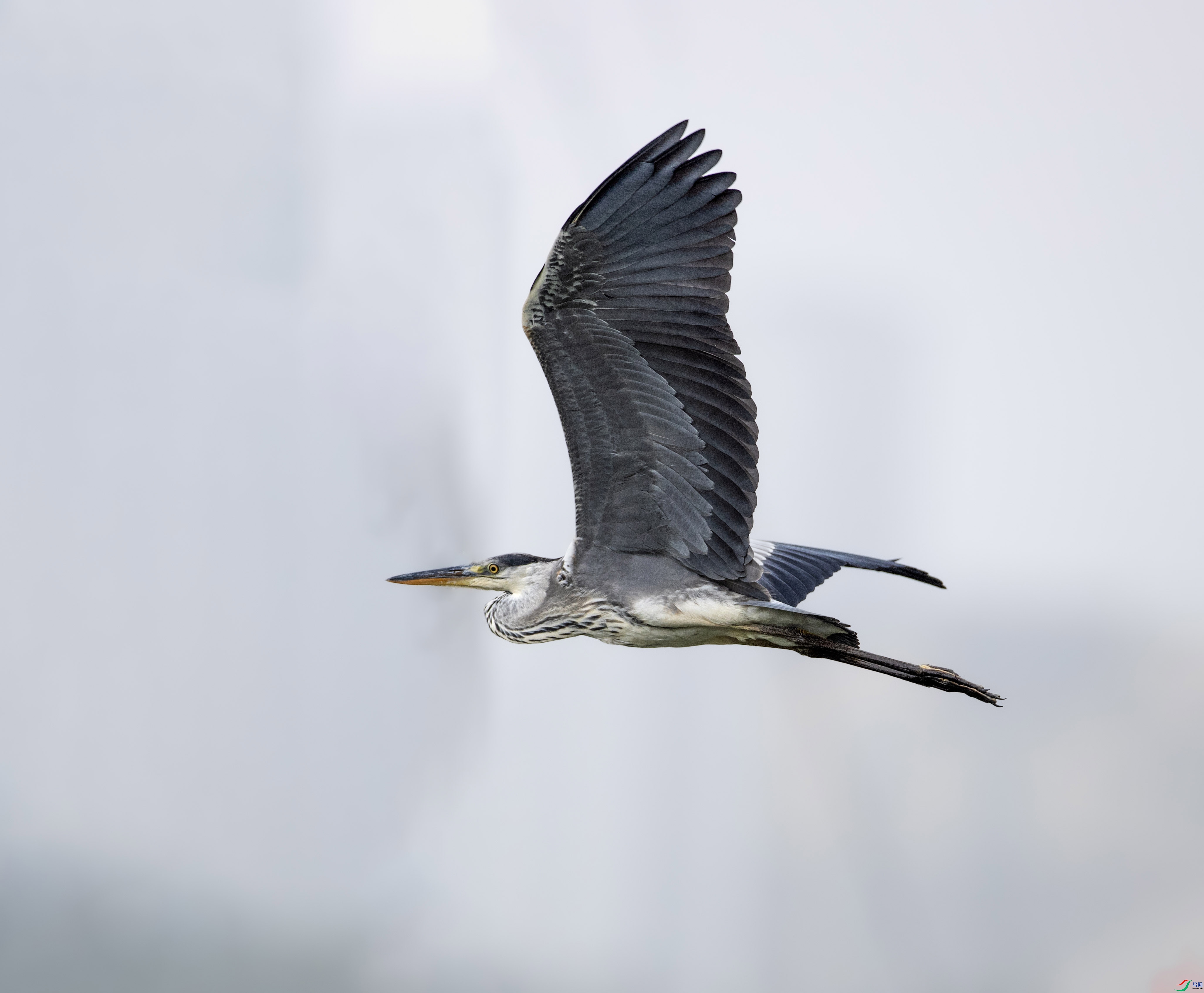 A79I4569 ����.jpg