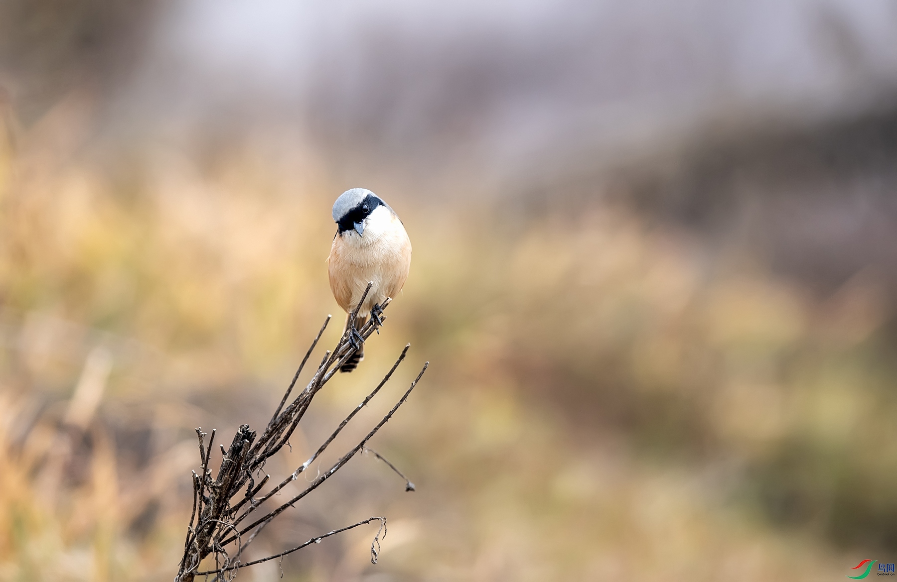 DSC_4954_����.jpg