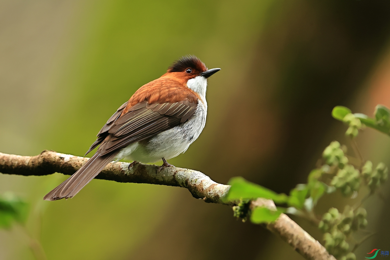 A56I2333������֦���̵ף��Һ�β�������������̽���1600.jpg