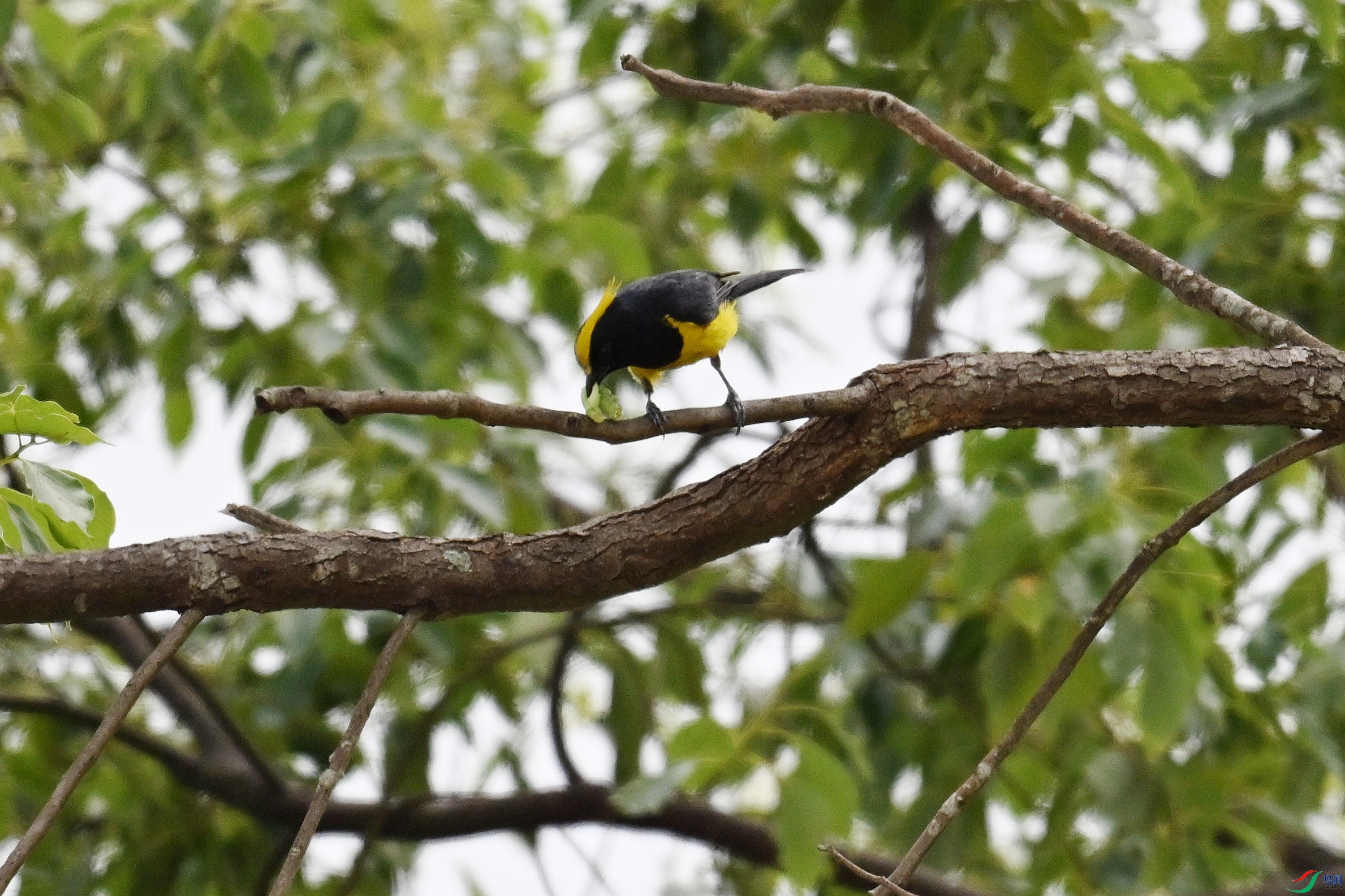DSC_9640.JPG
