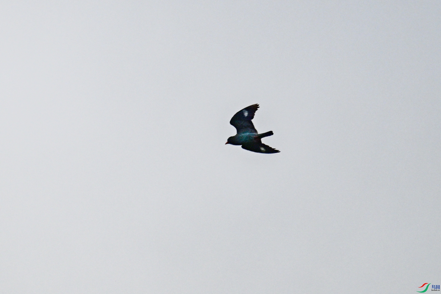 DSC_9618.JPG