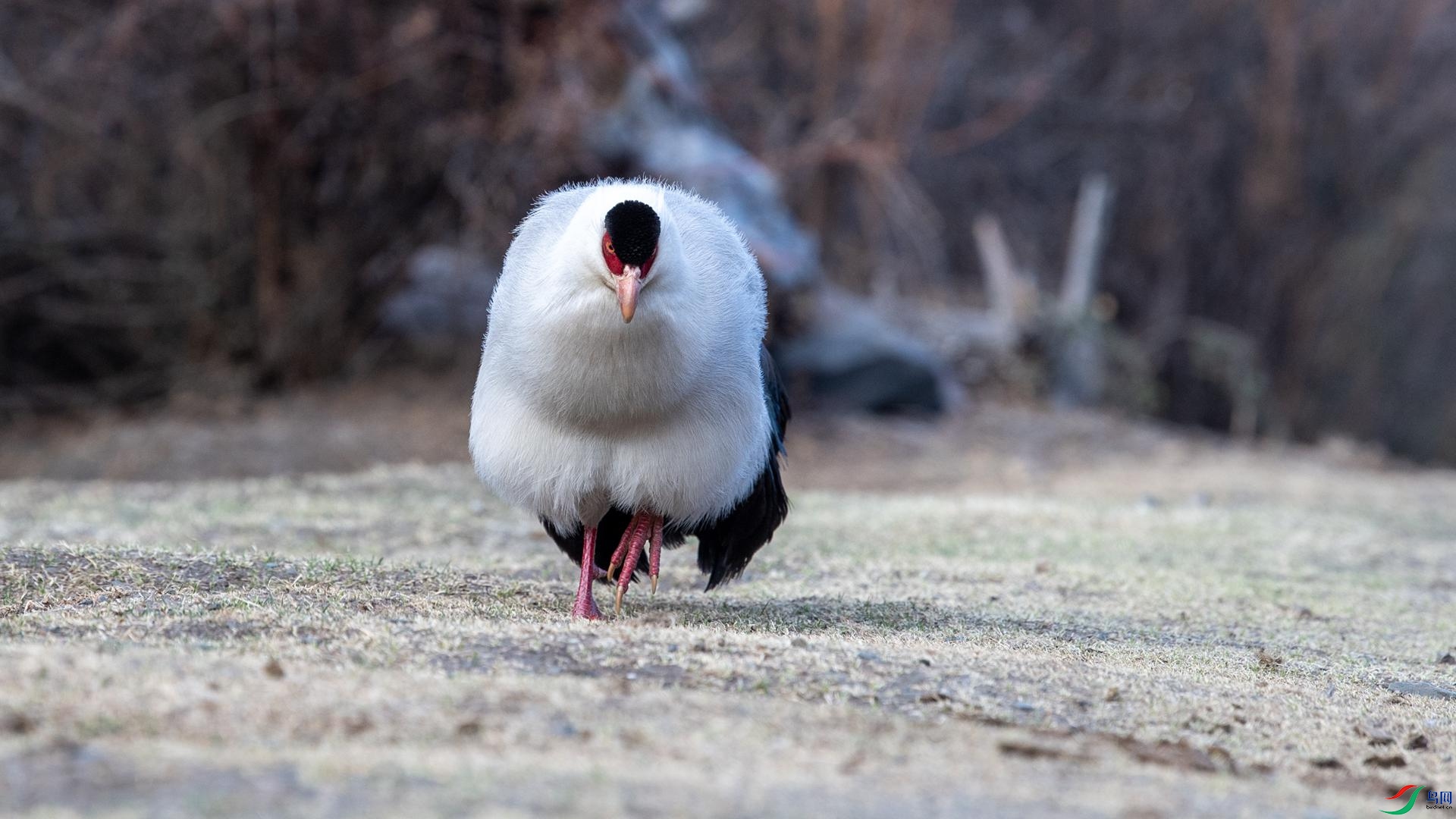 WGB_0985 ����.jpg