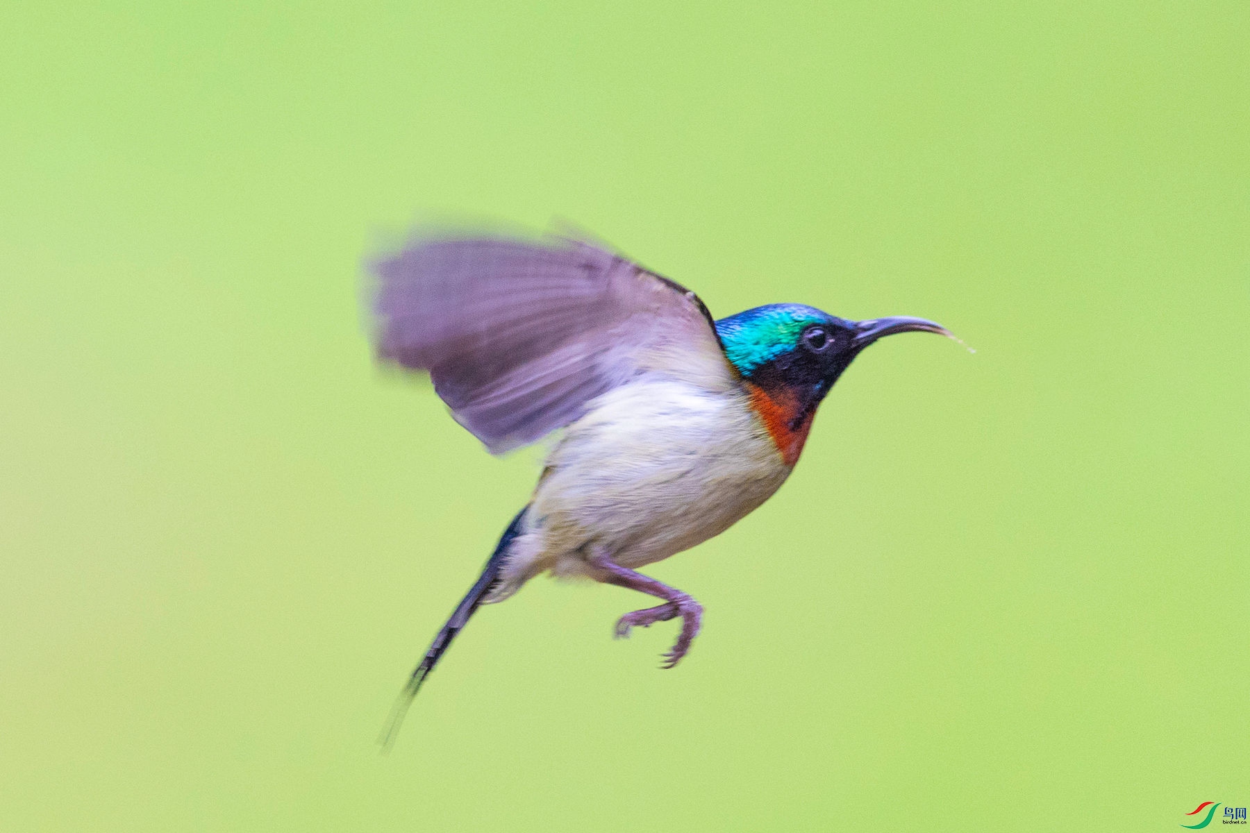 ��β̫����