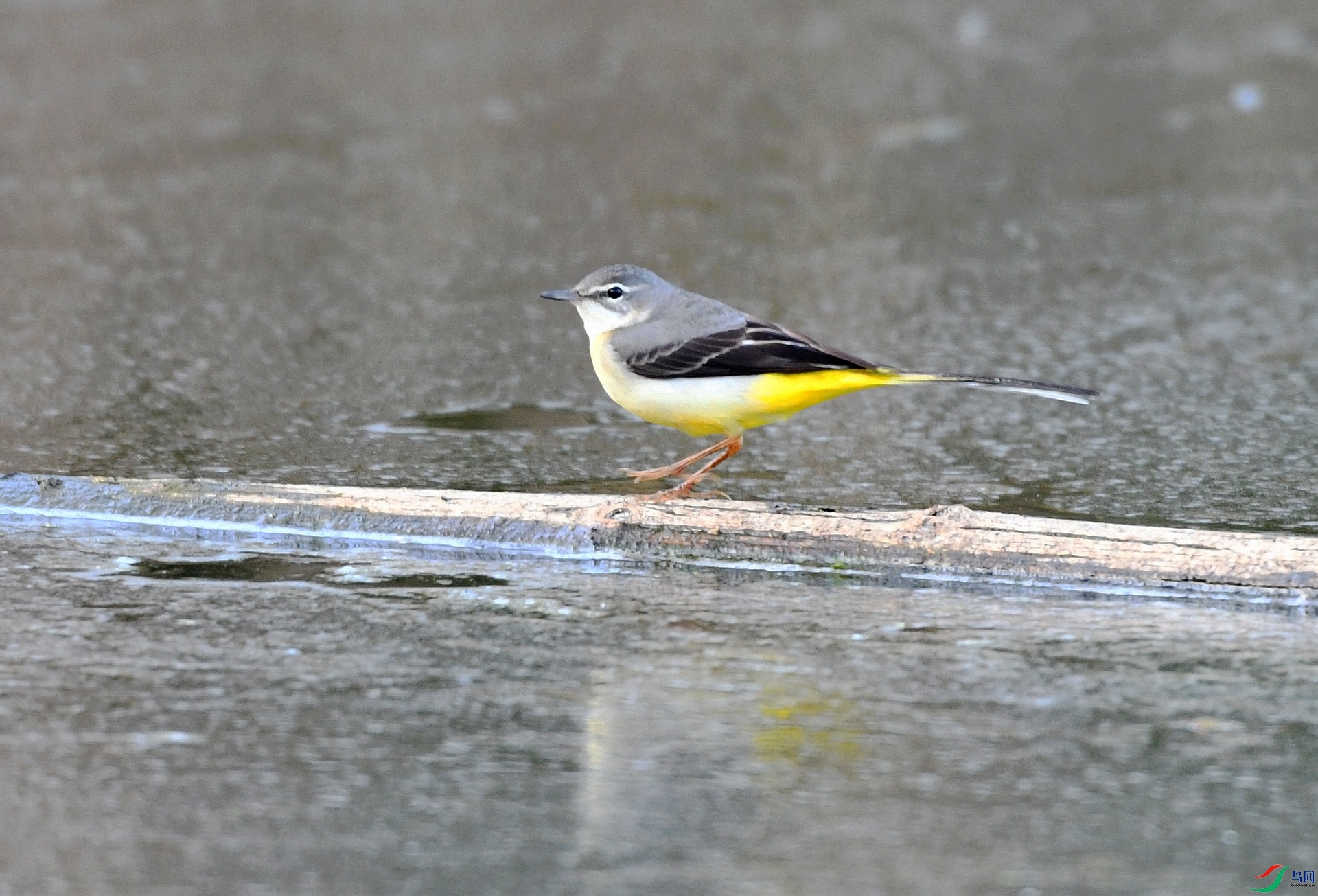 DSC_7531.jpg