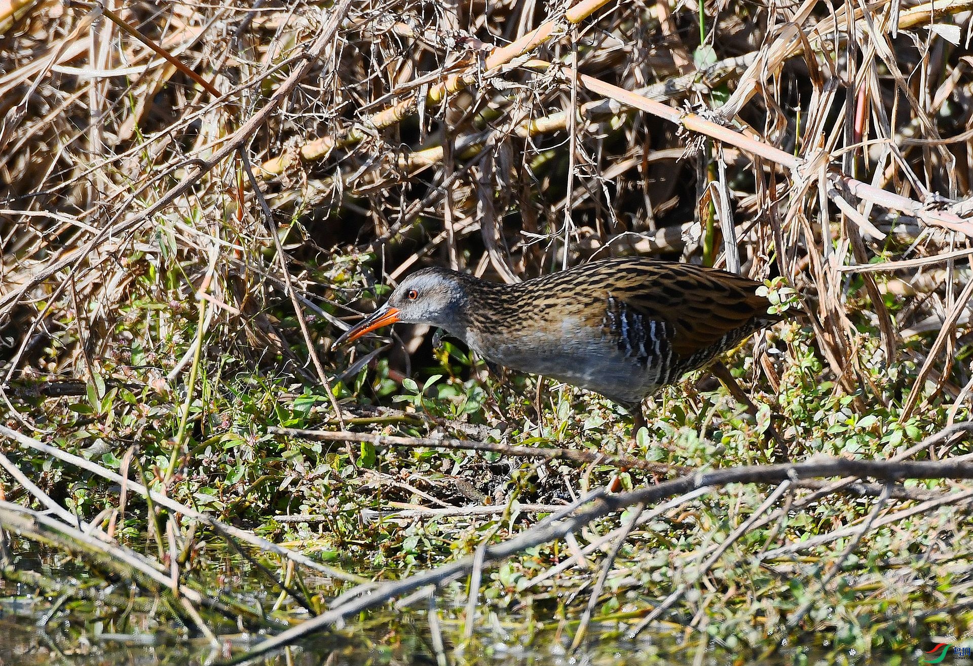 DSC_7404.jpg
