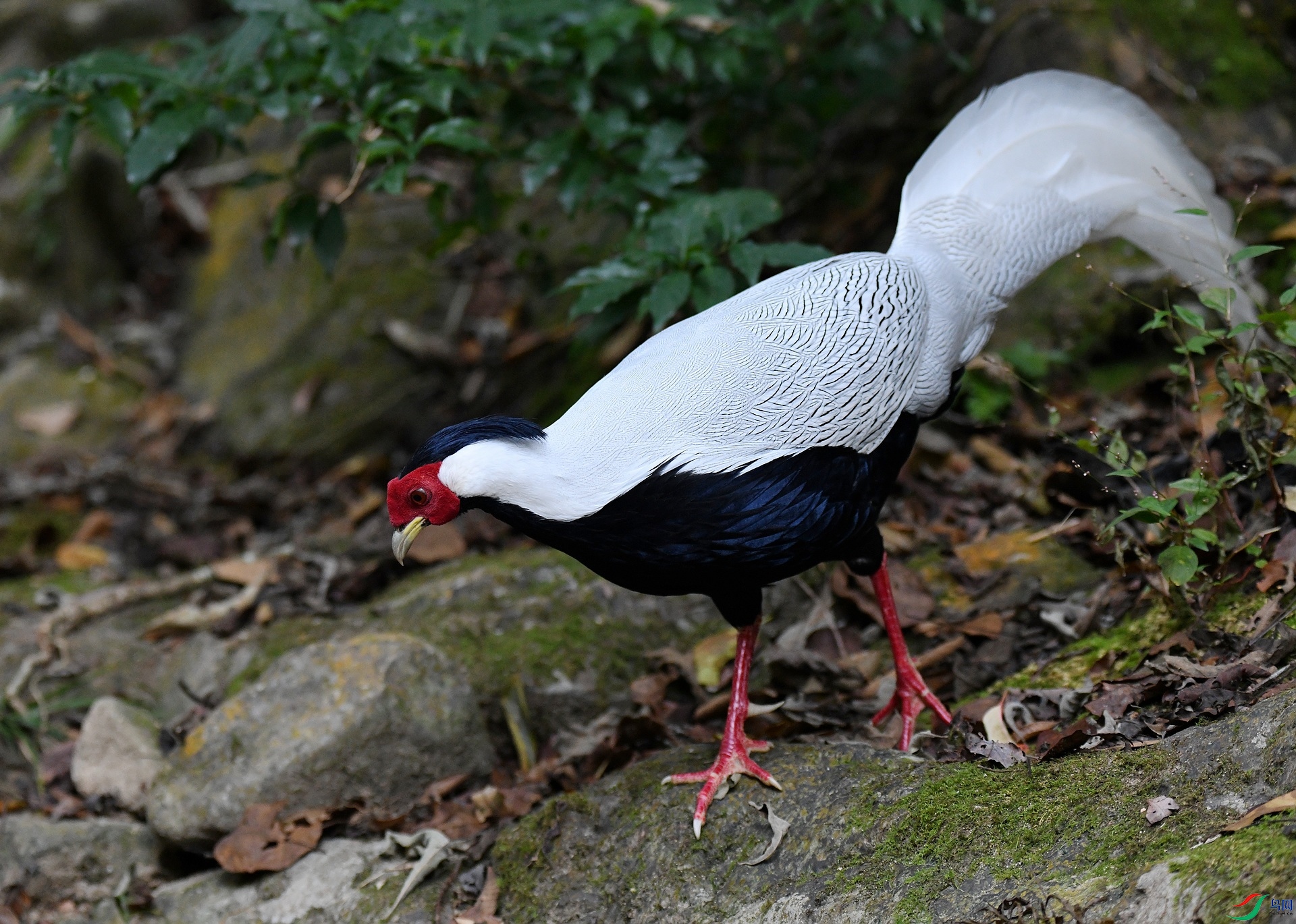 DSC_7983.jpg