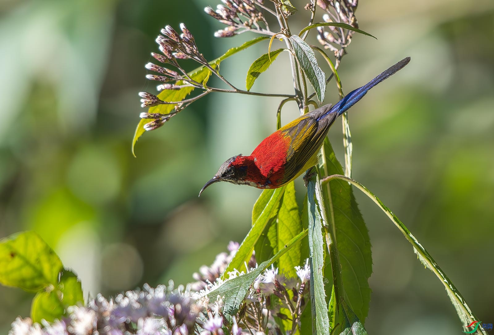 DSC_3720.jpg