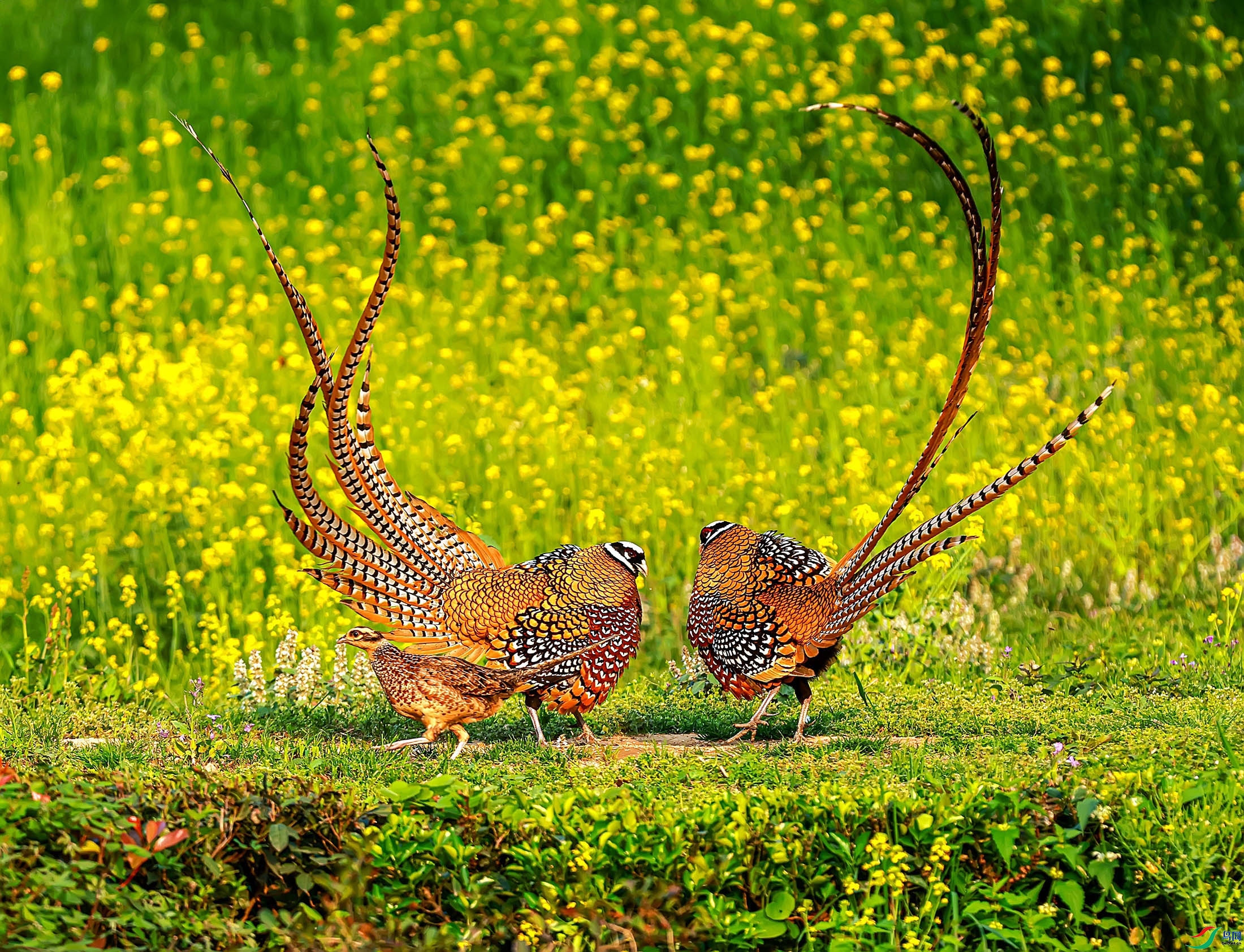 �׹ڳ�β��.jpg