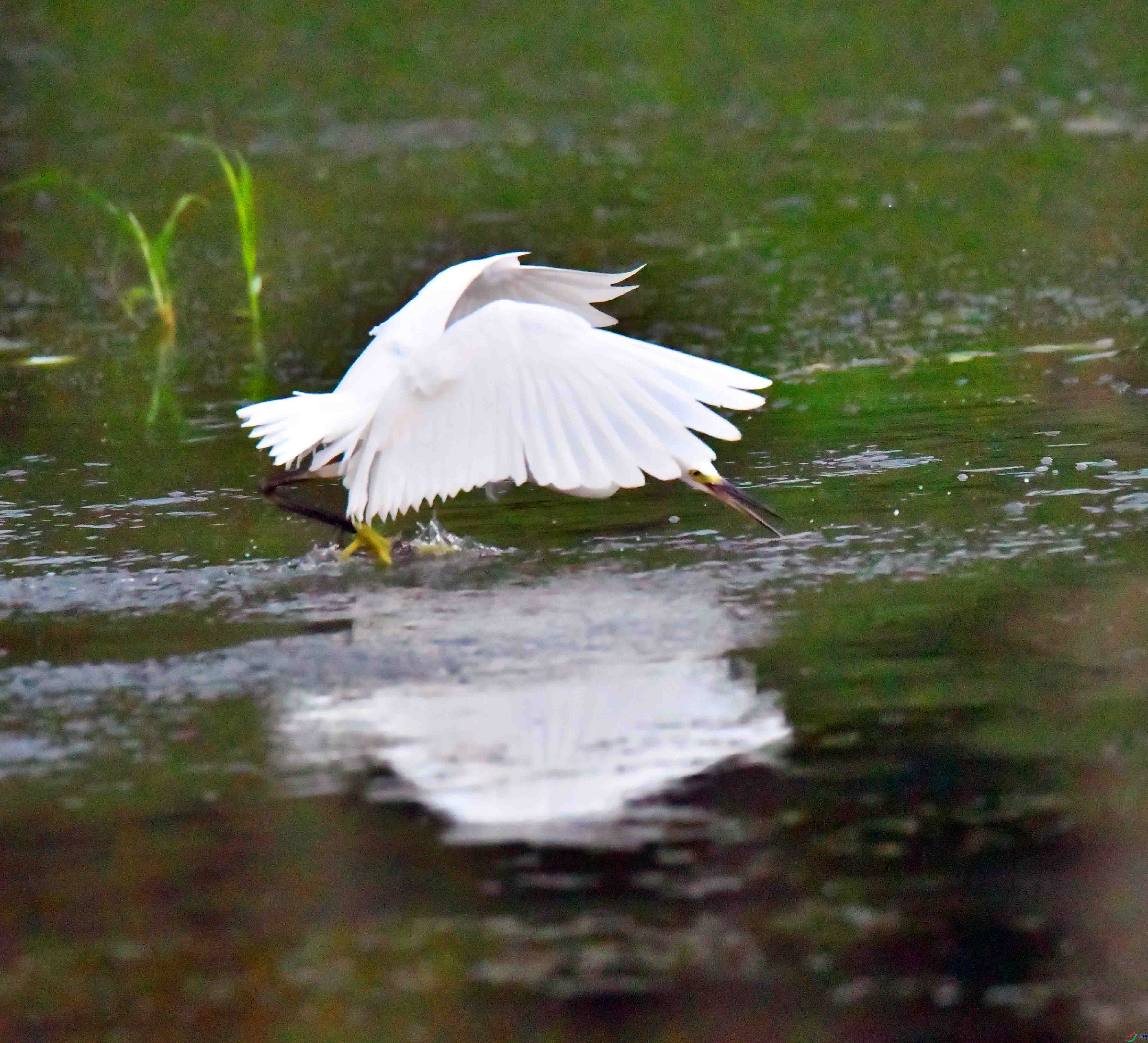 DSC_0984.JPG