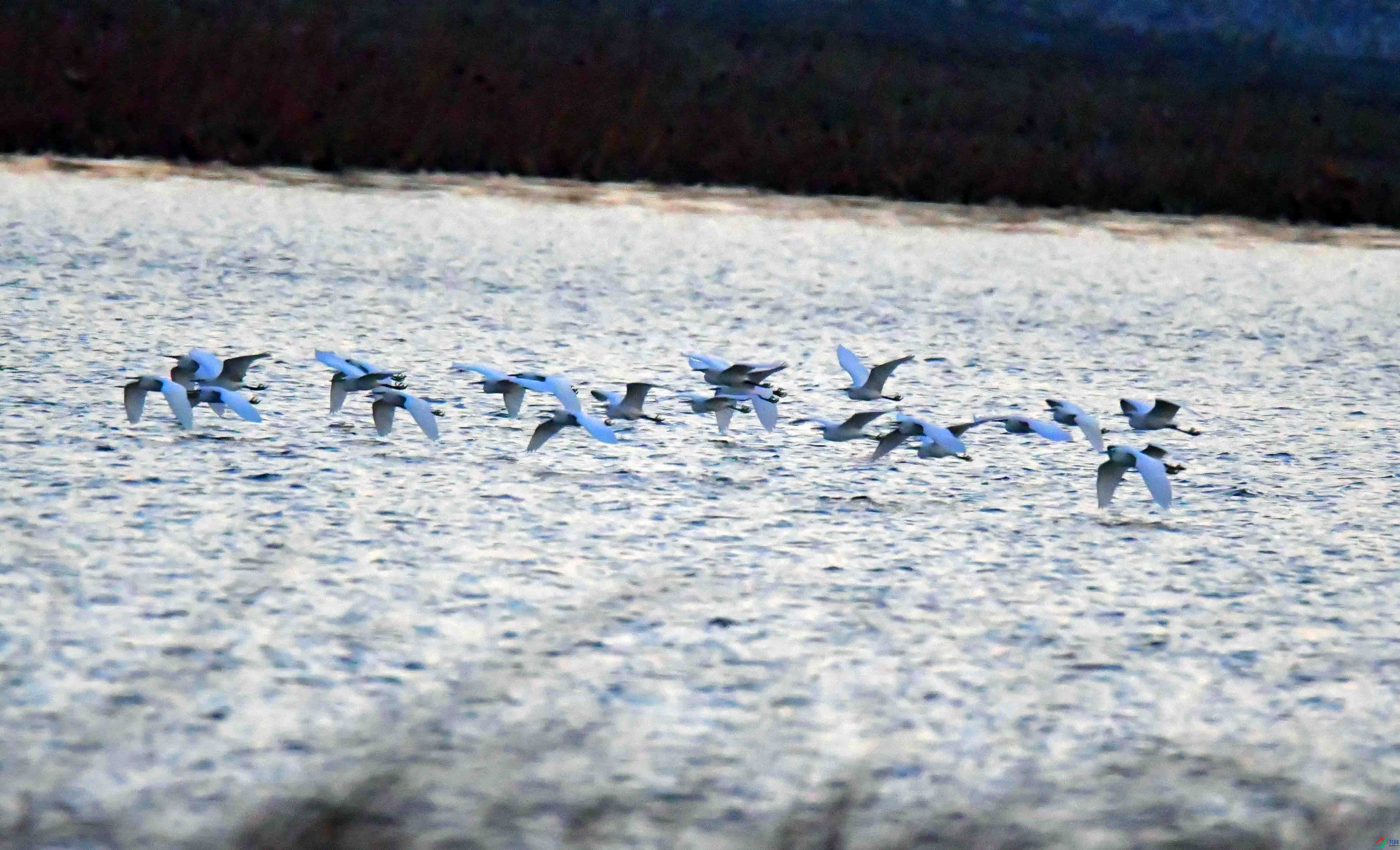 DSC_9512.JPG
