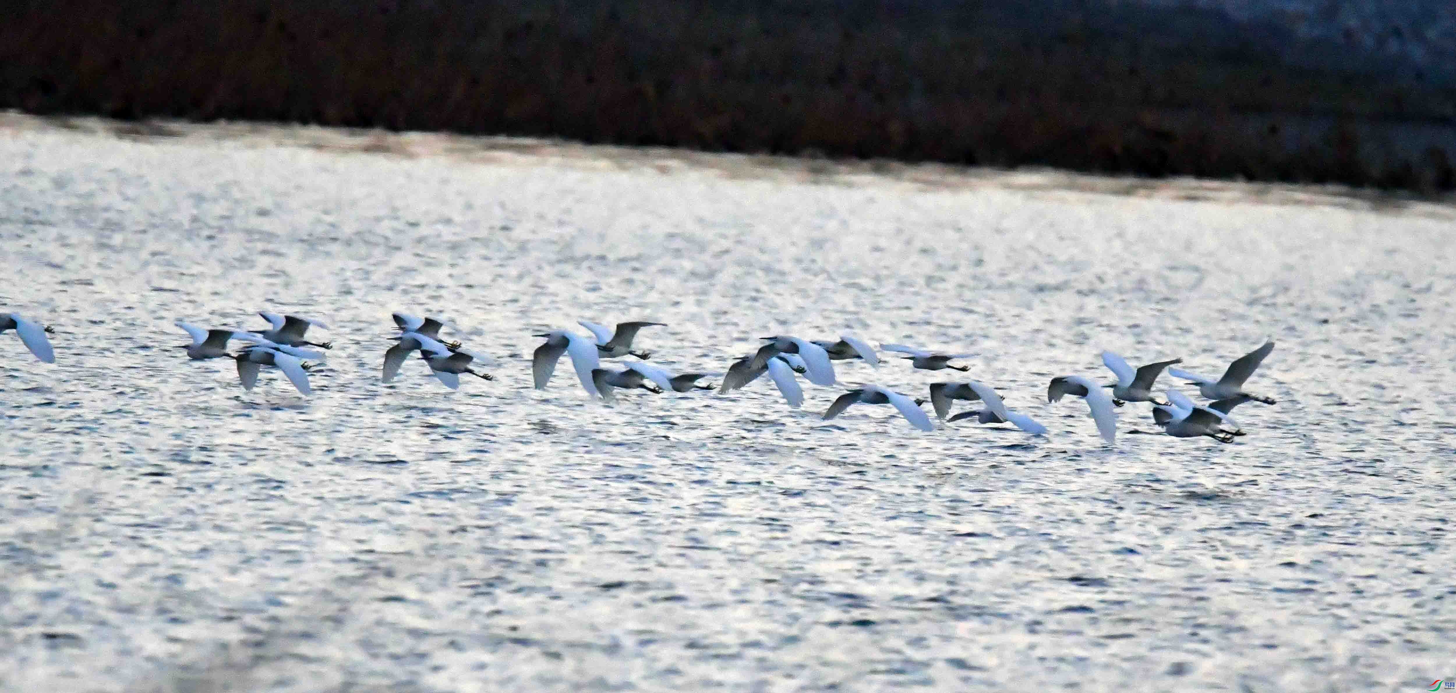 DSC_9510.JPG