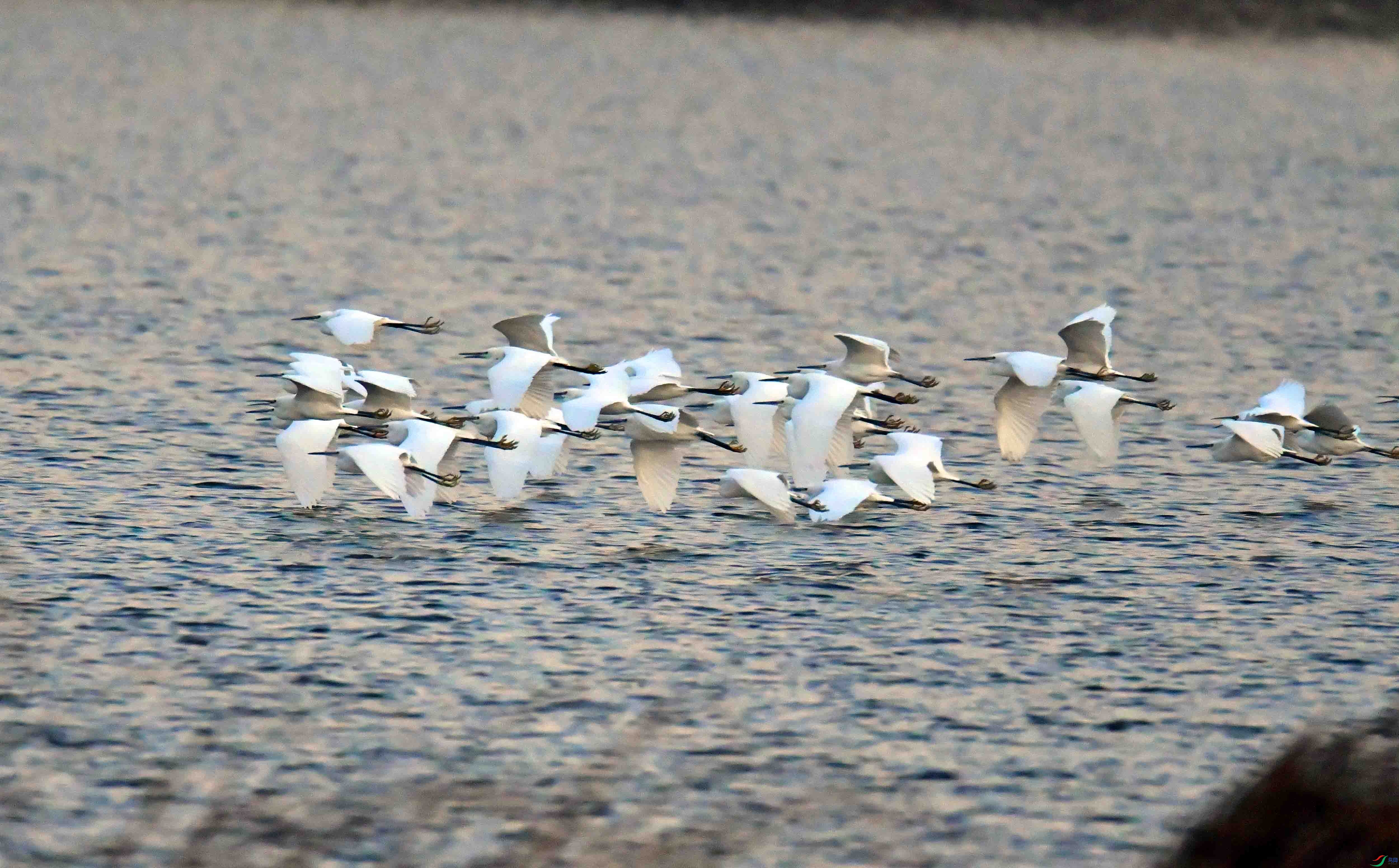 DSC_9529.JPG