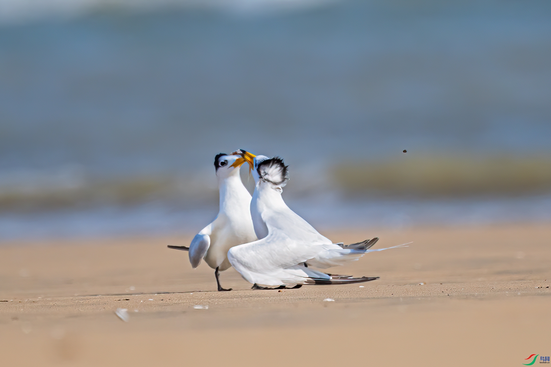 DSC_1409-11.jpg