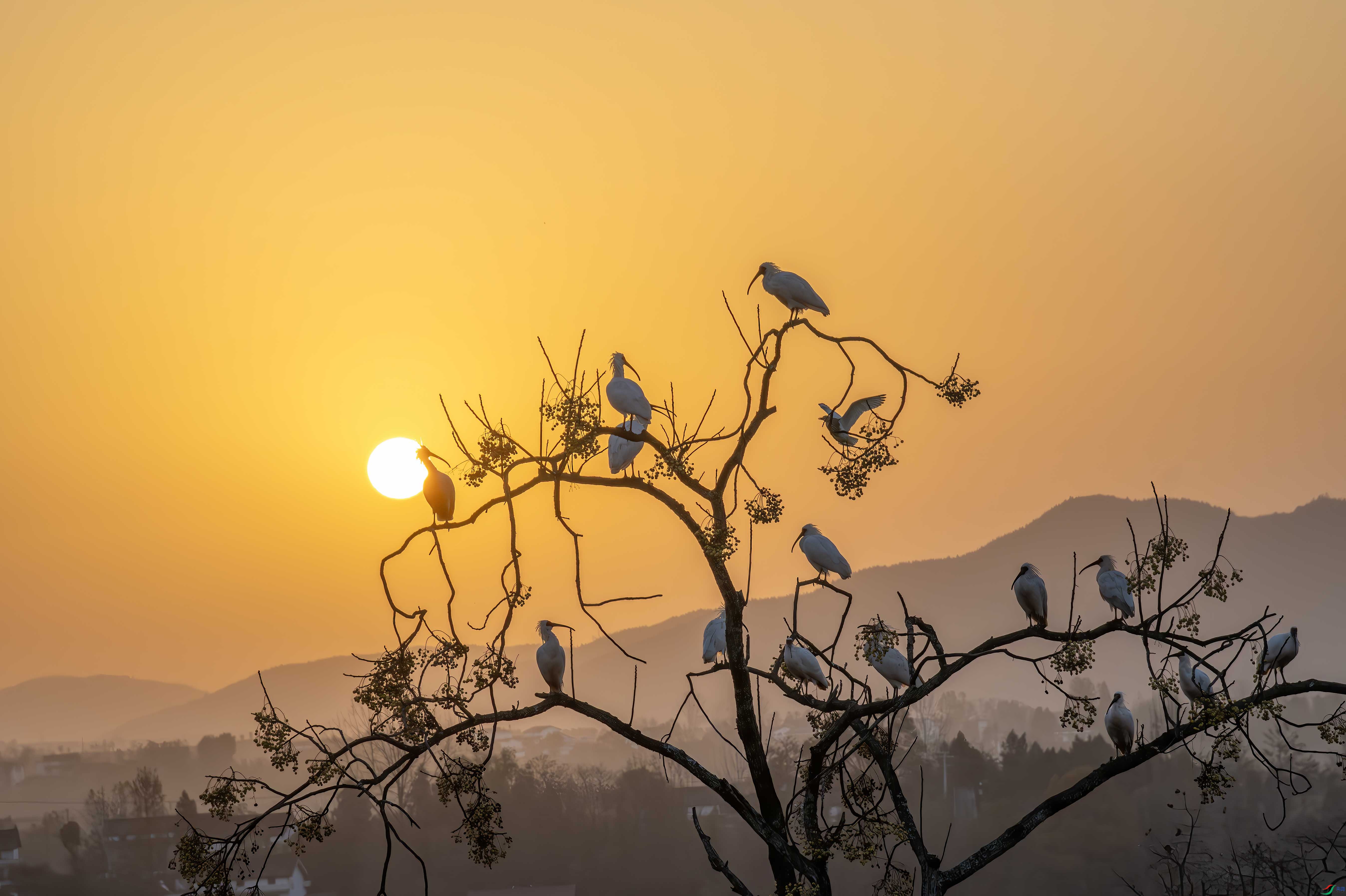 DSC_3215-����ǿ-NR ����.jpg