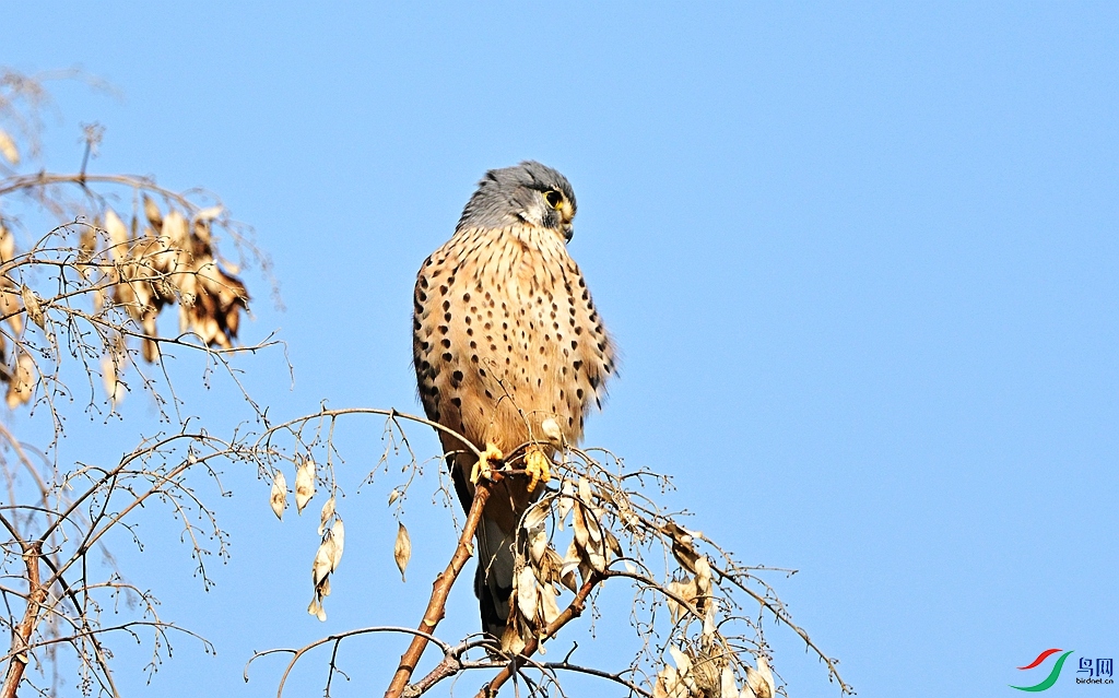 DSC_1288.JPG