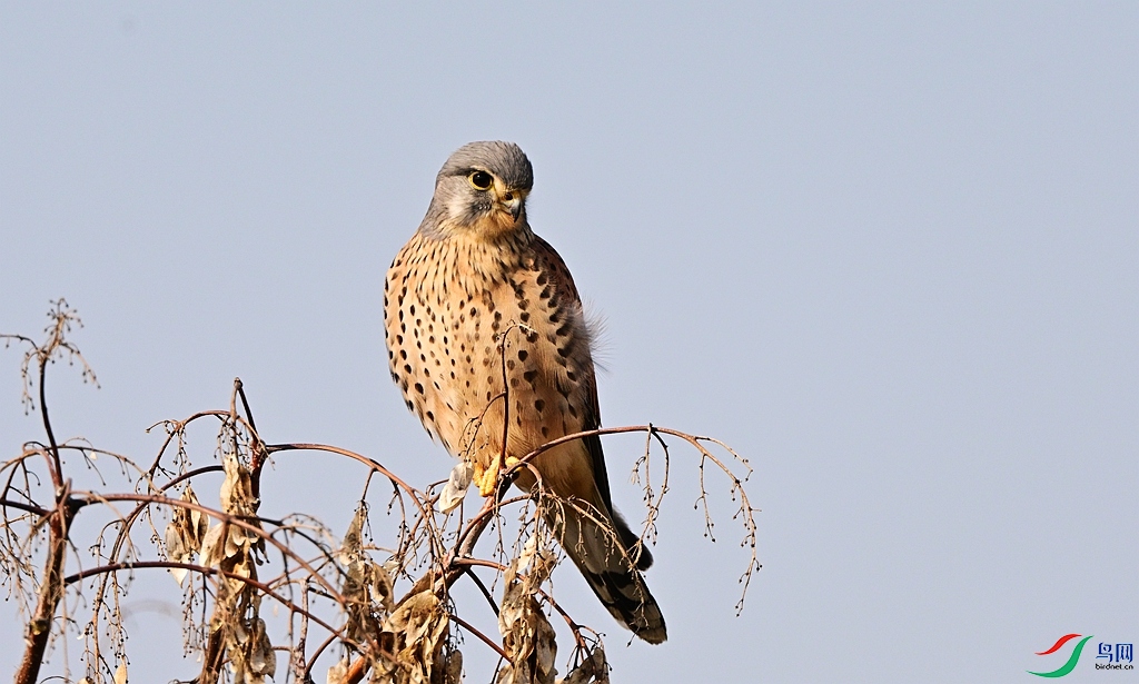 DSC_2108.JPG