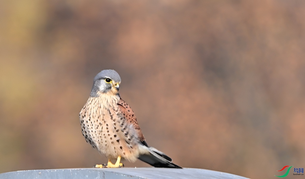 DSC_2343.JPG