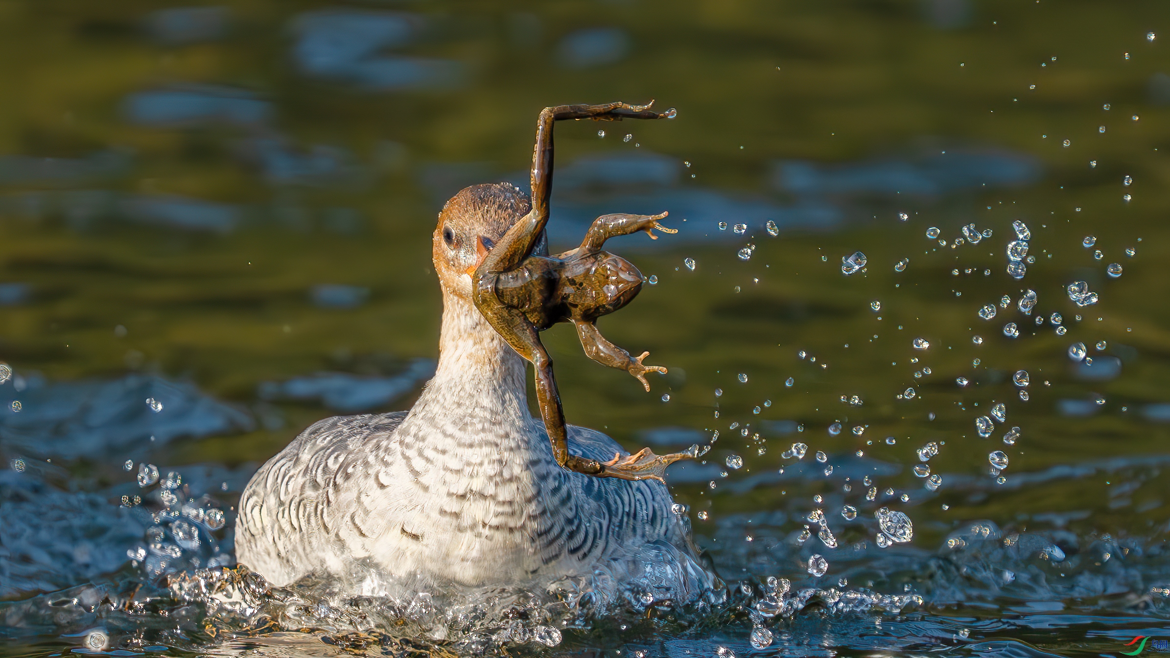 _DSC3869 ����.jpg