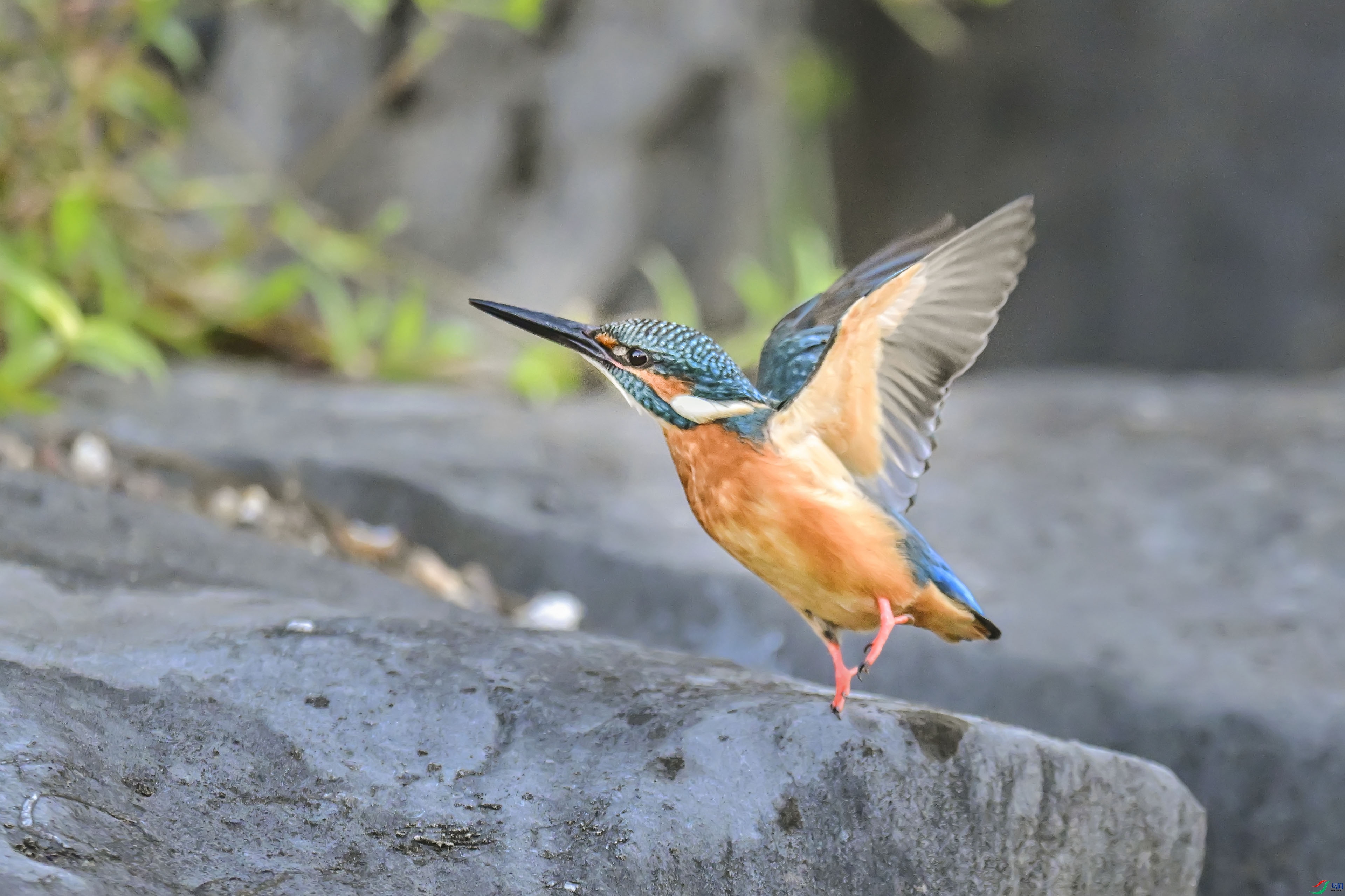 DSC_3514.jpg