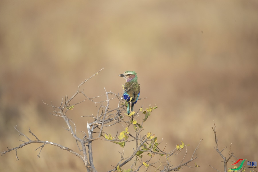IMG_4118.jpg