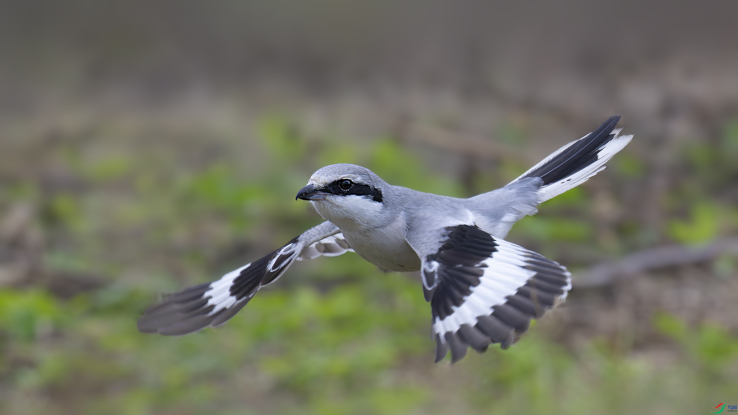 DSC_3464_DxO.jpg