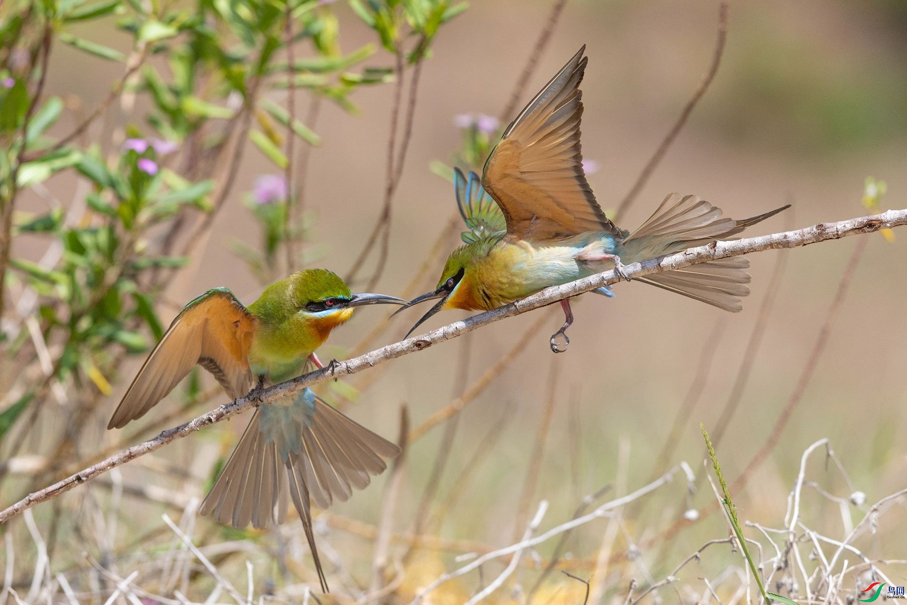 �����仢08