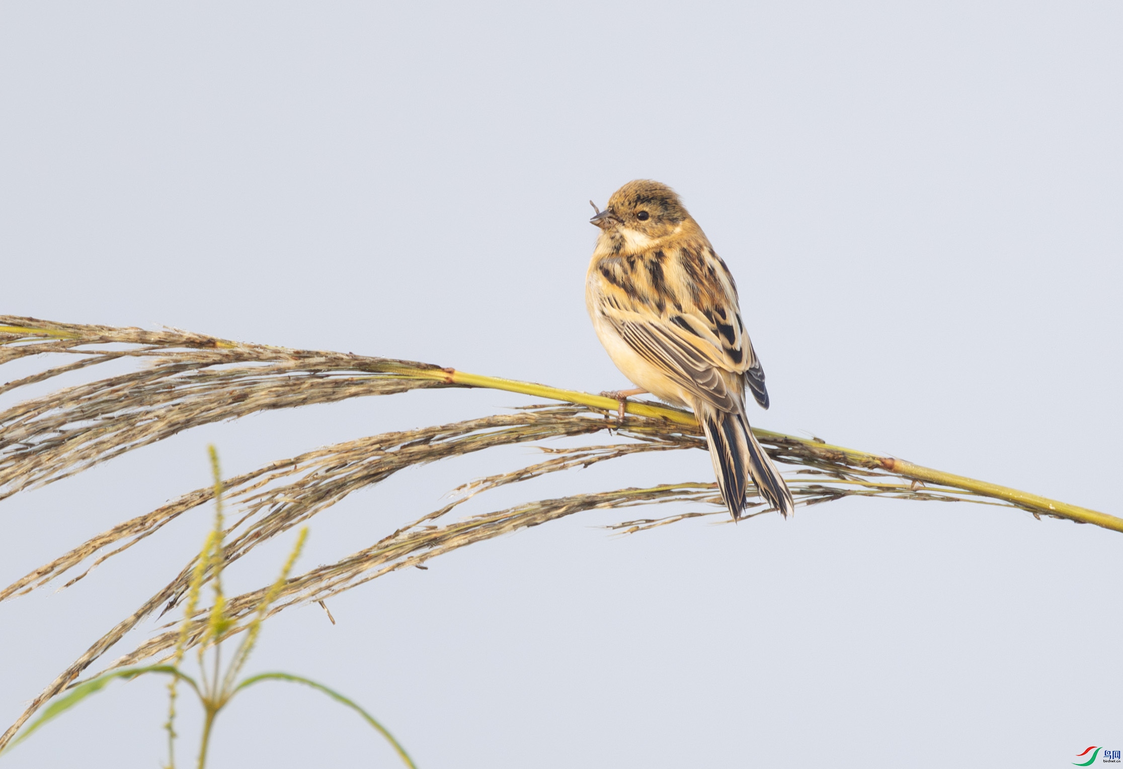 G47A0143-����ǿ-NR ����.jpg