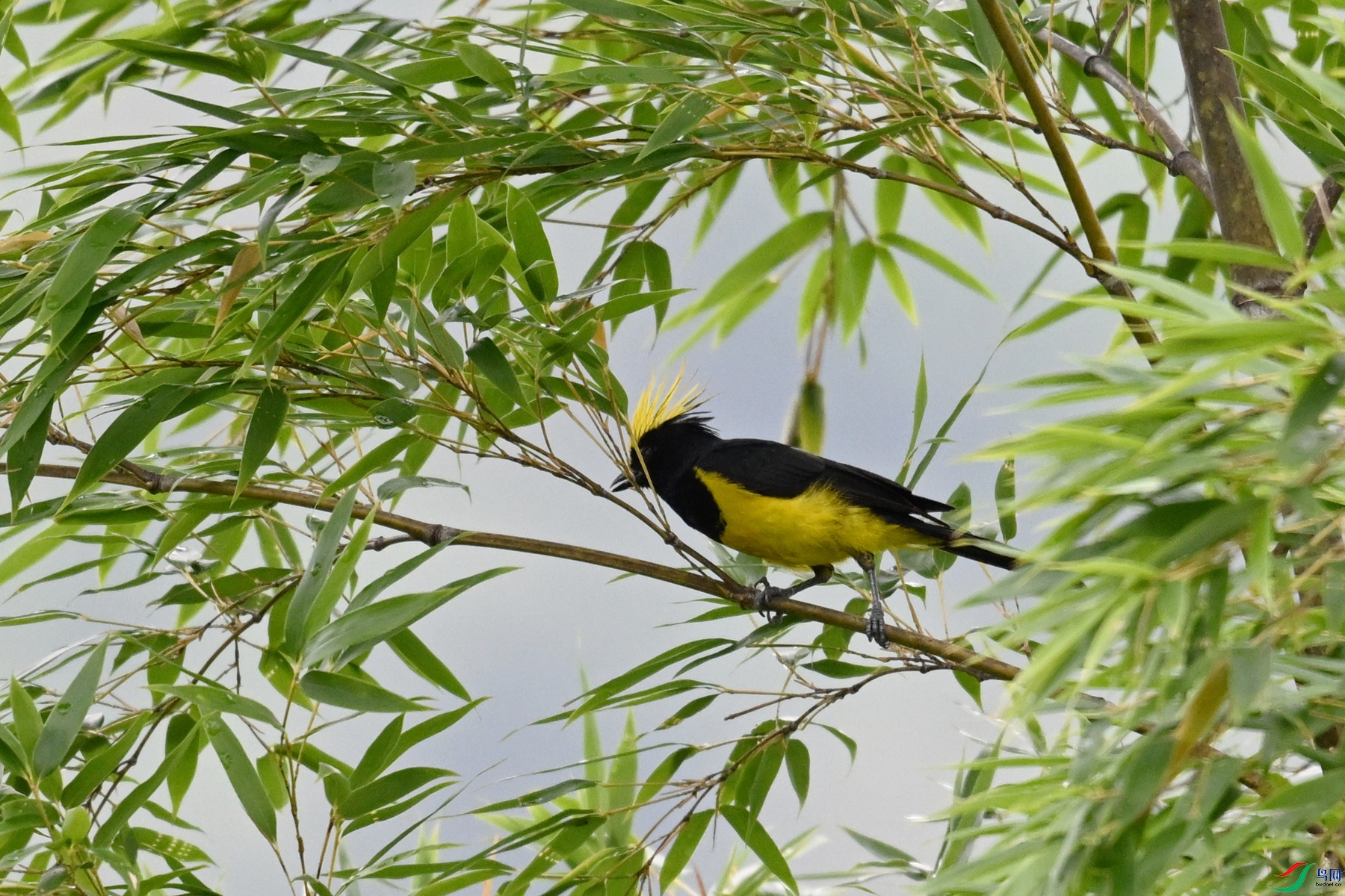 DSC_9615.JPG