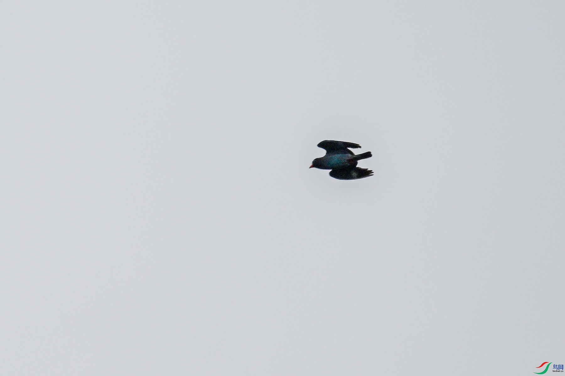 DSC_9617.JPG