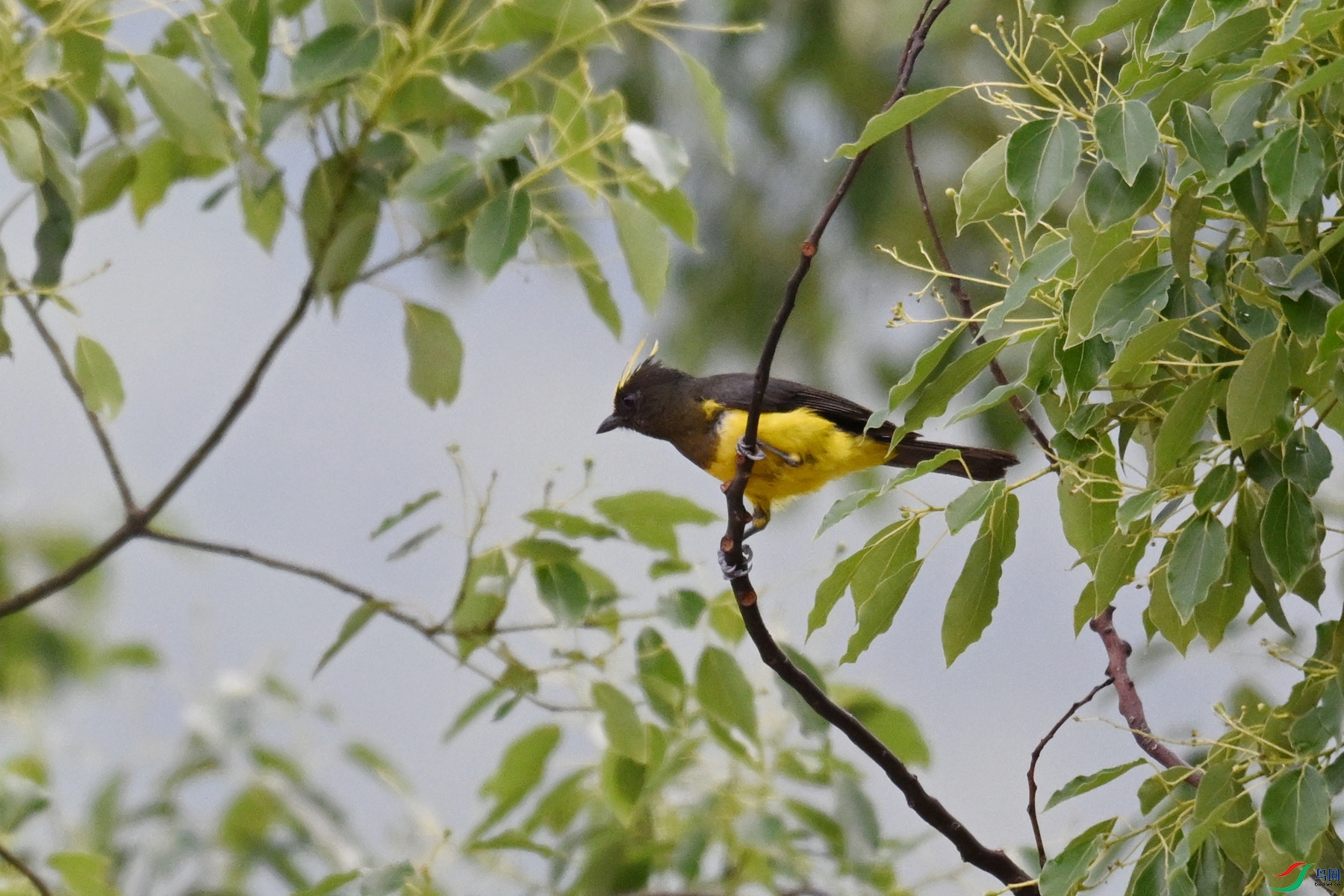 DSC_9657.JPG
