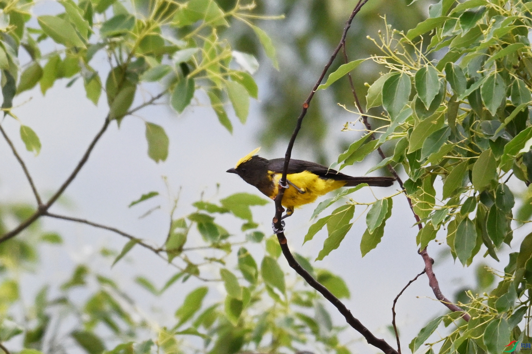 DSC_9660.JPG