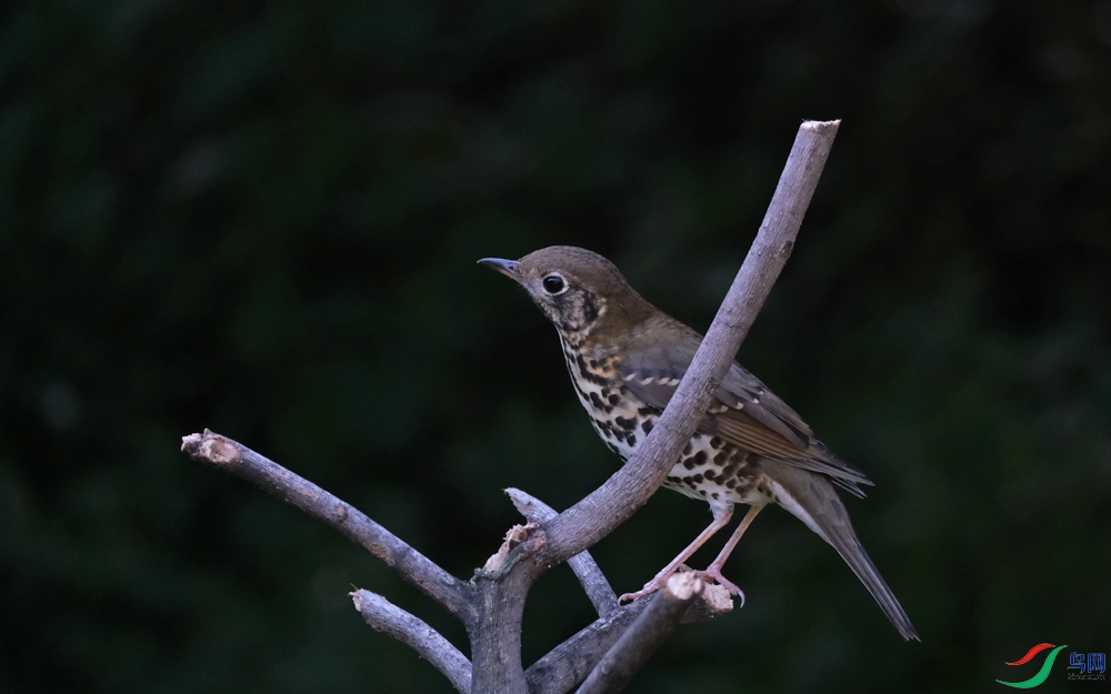 DSCF6542.1.jpg