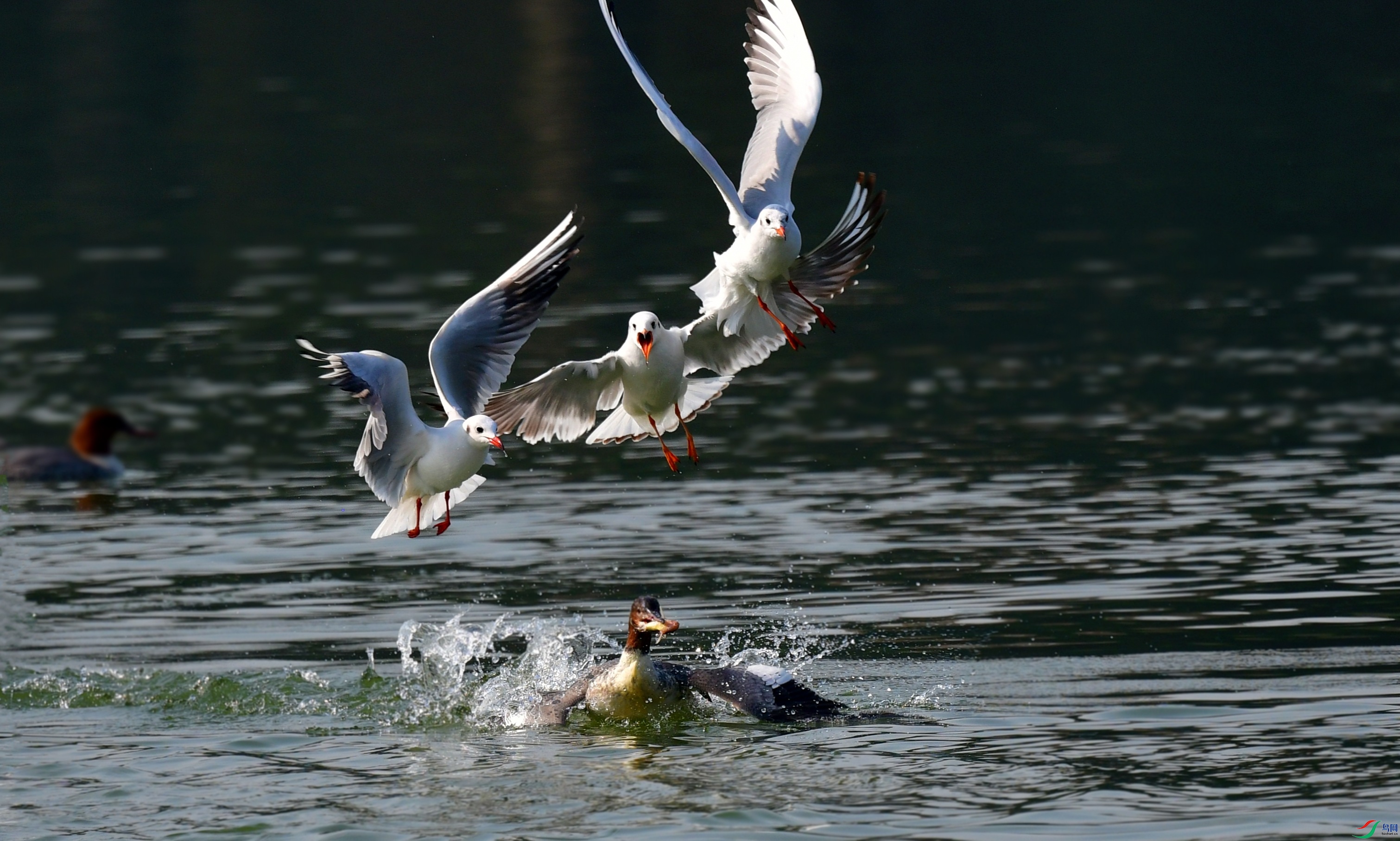 DSC_4616_conew1.jpg