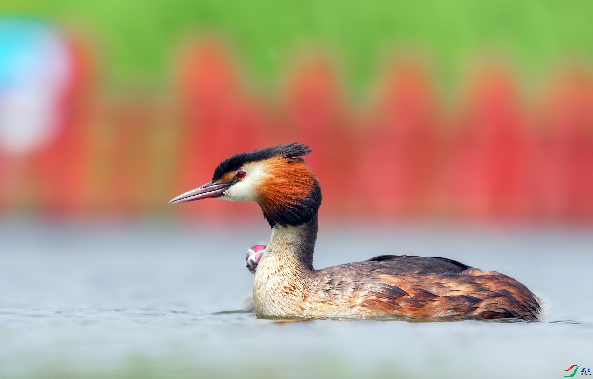 DSC04074 ����.jpg