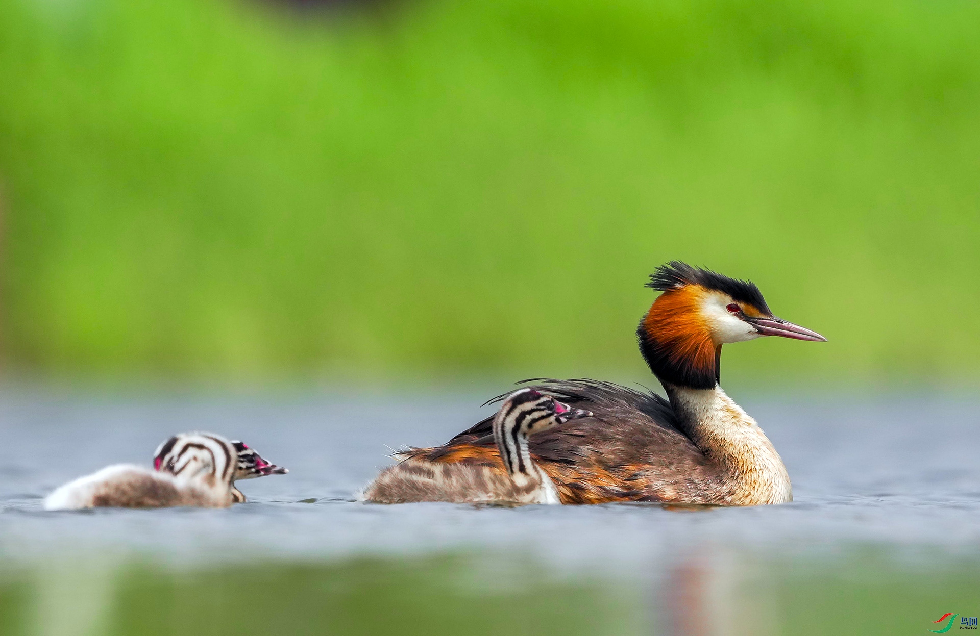 DSC04268 ����.jpg